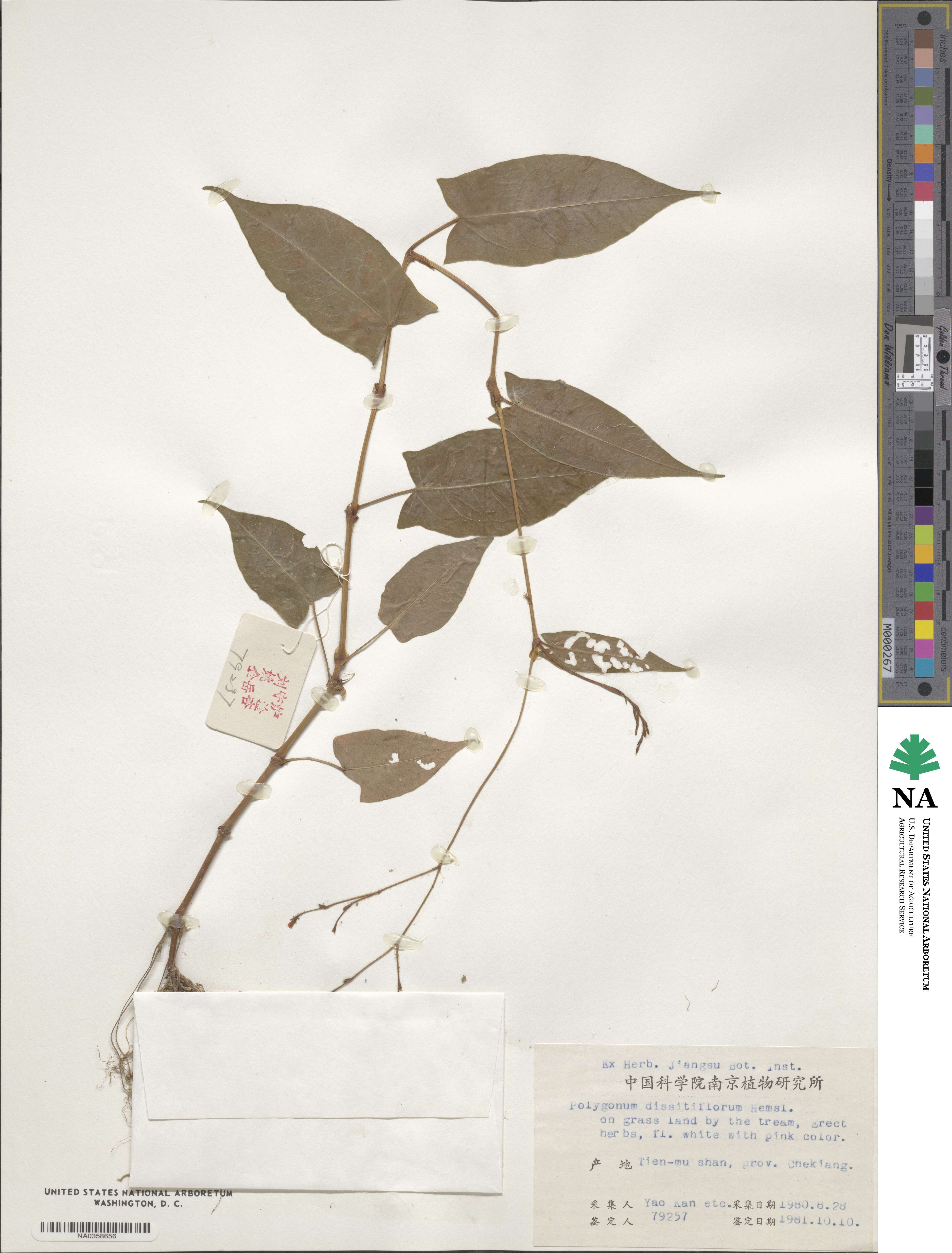 Polygonum dissitiflorum image