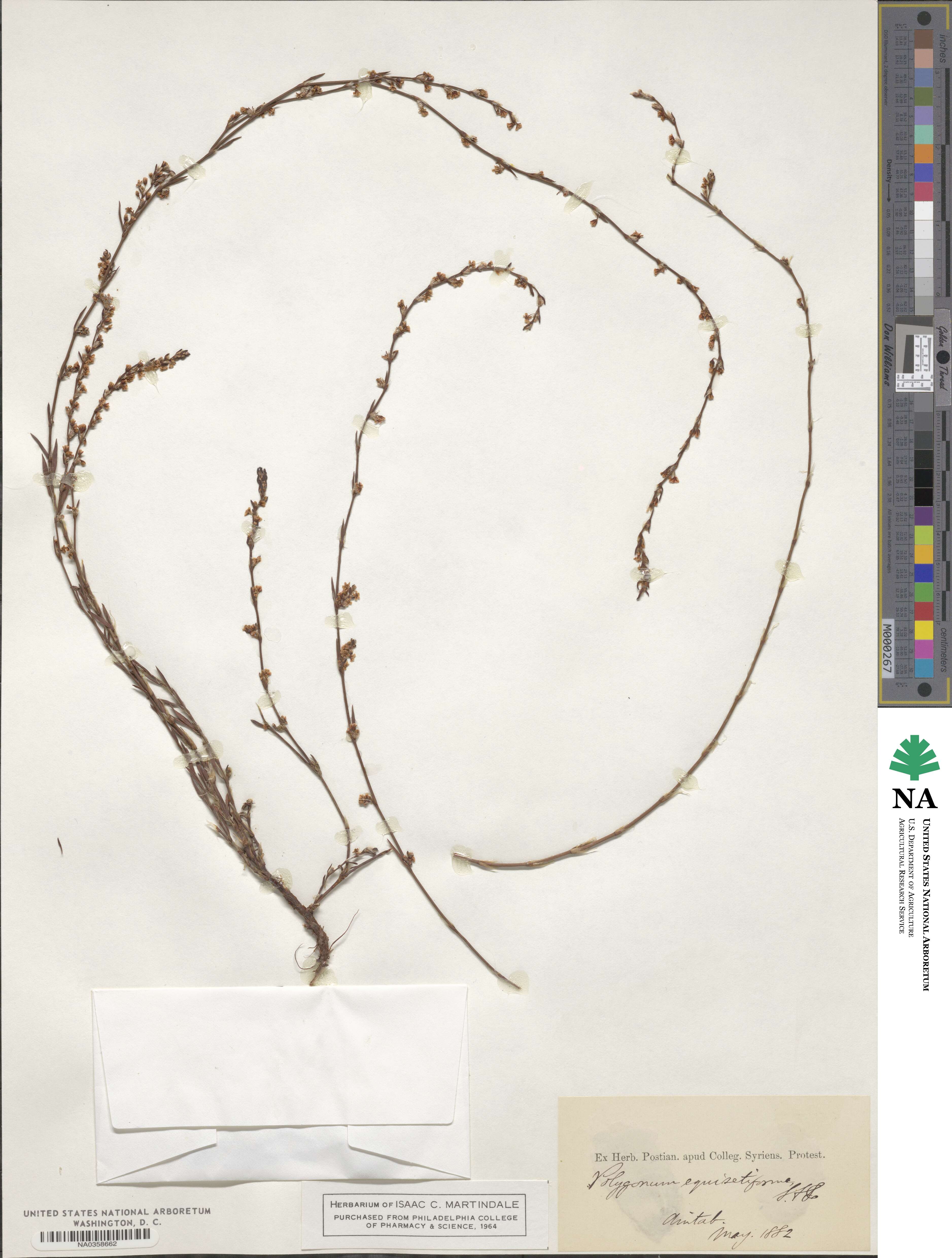 Polygonum equisetiforme image