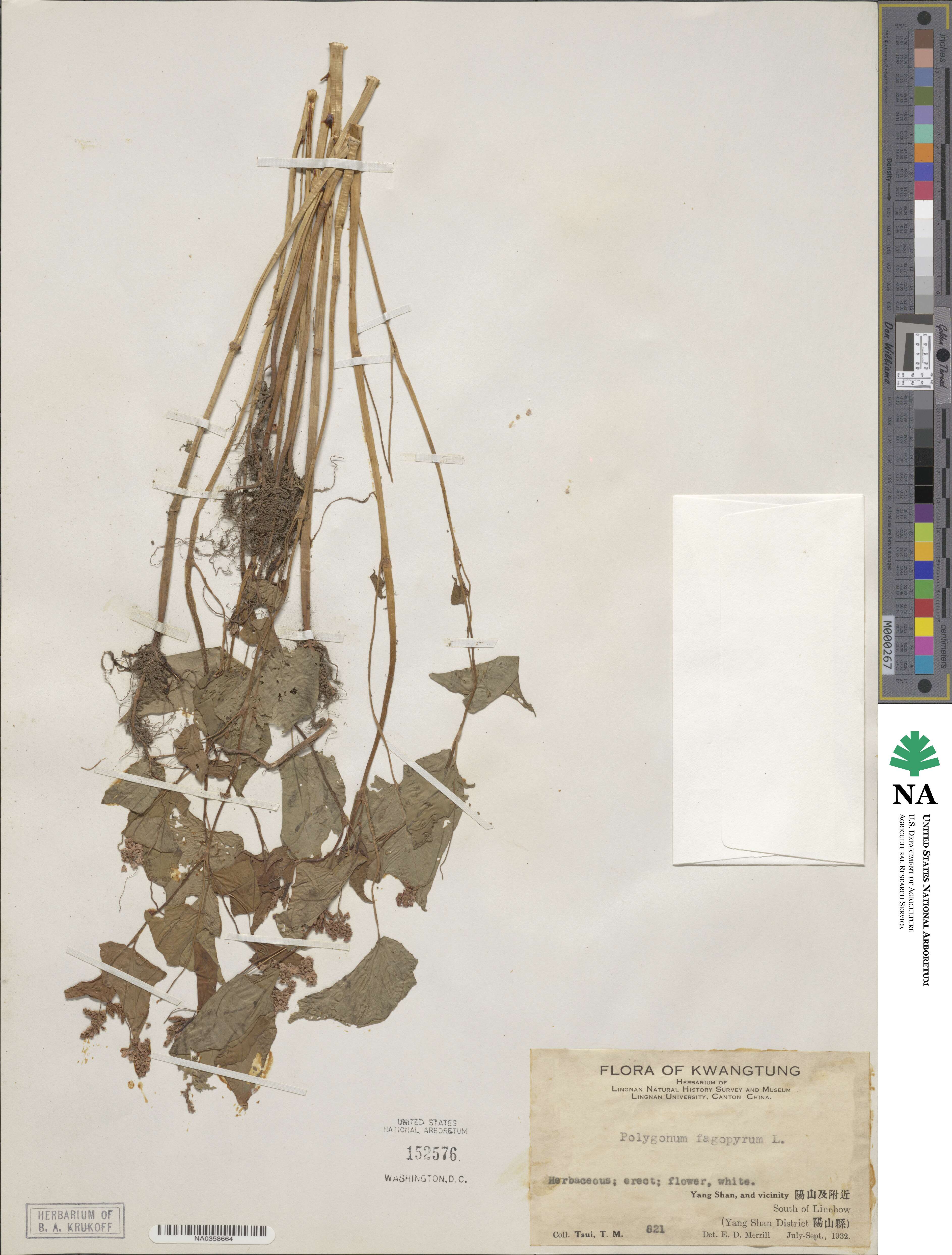Polygonum fagopyrum image