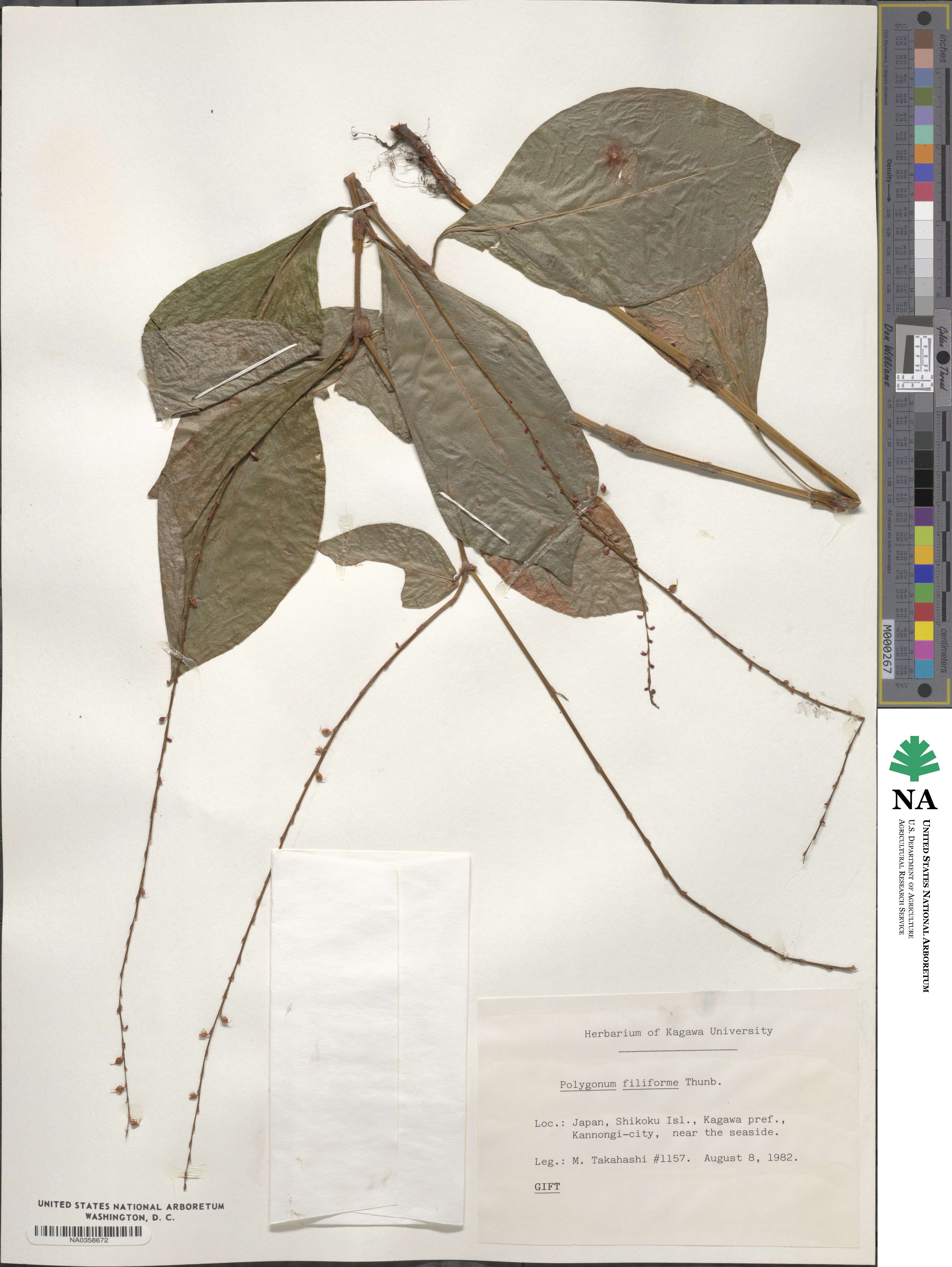 Polygonum filiforme image