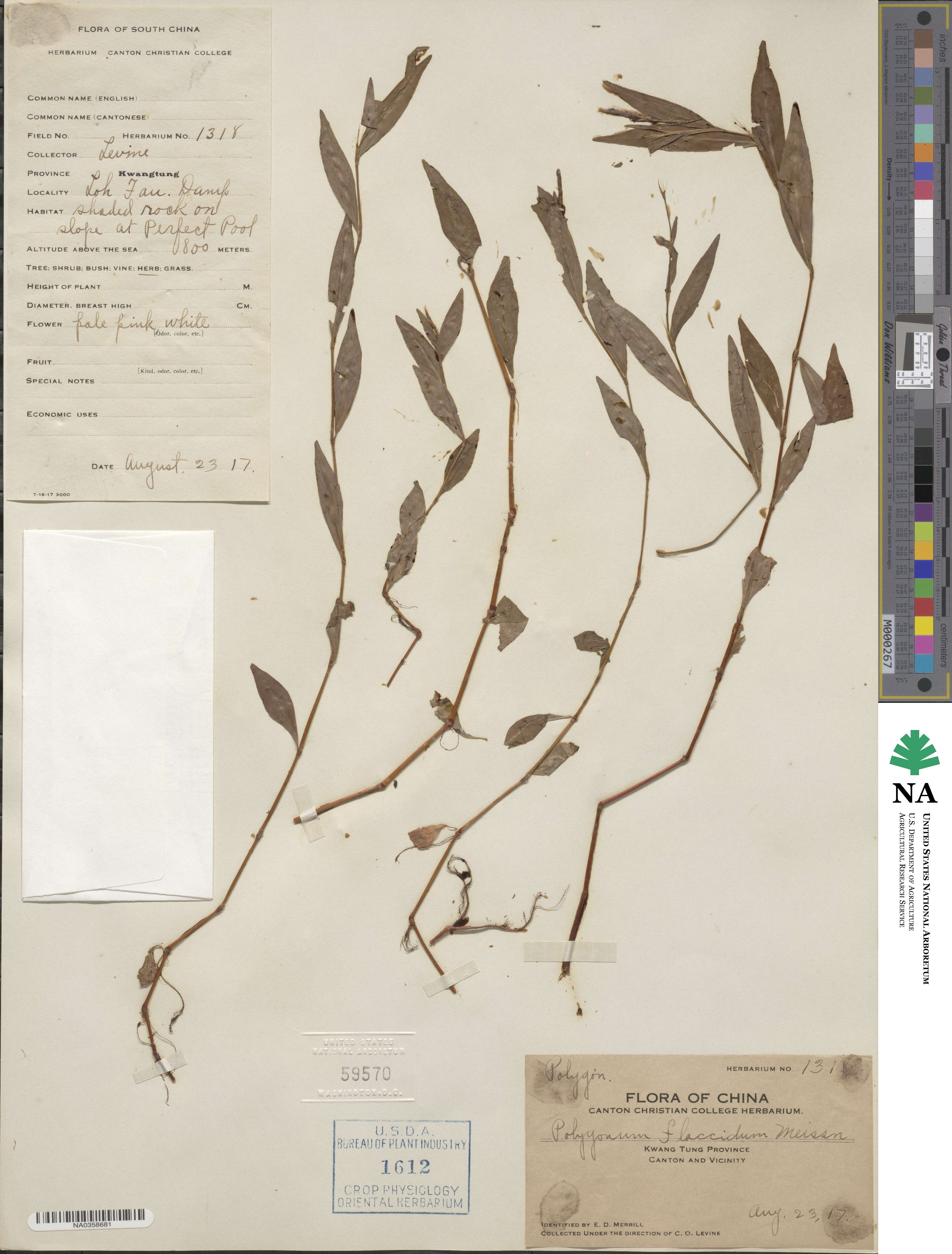 Polygonum flaccidum image