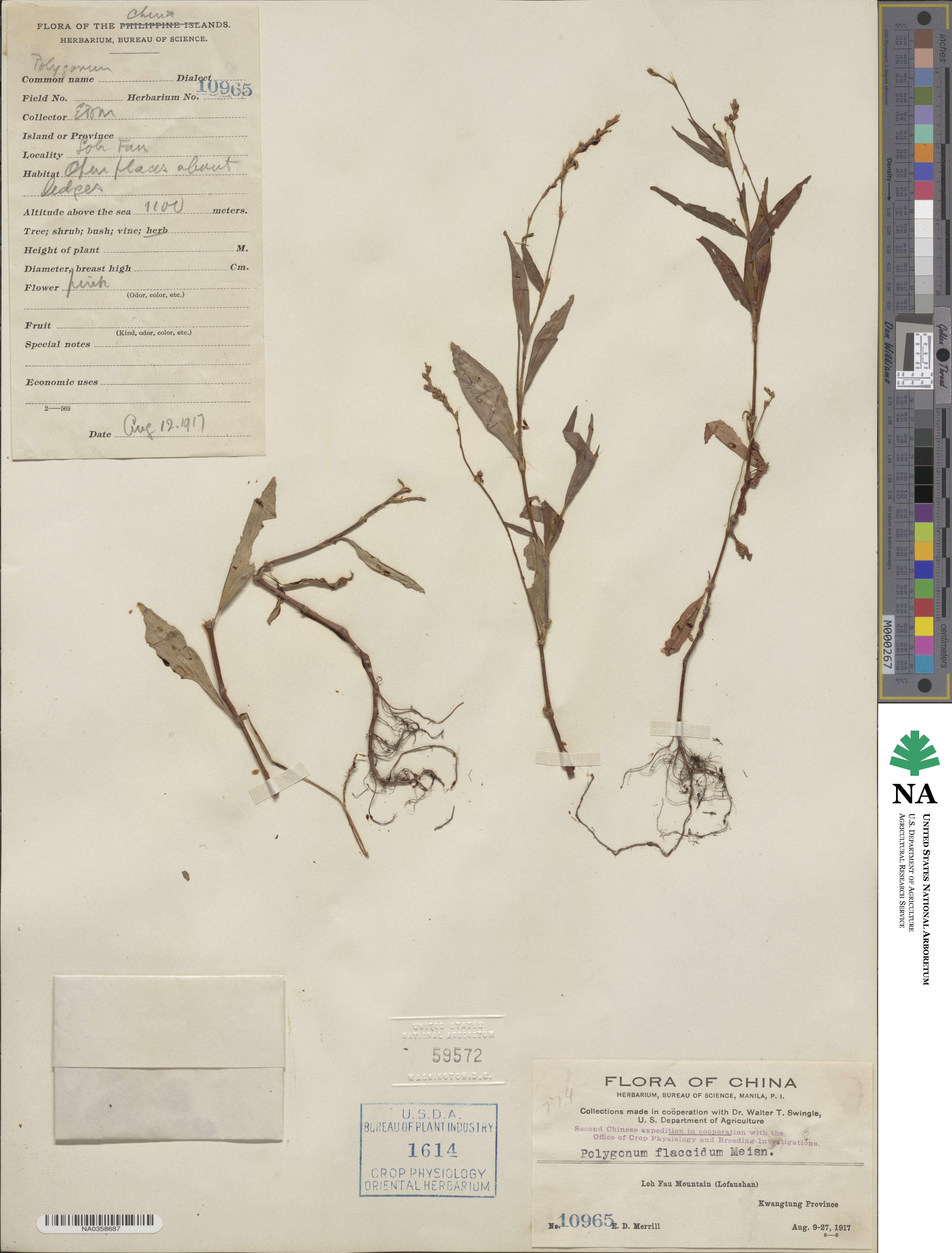 Polygonum flaccidum image