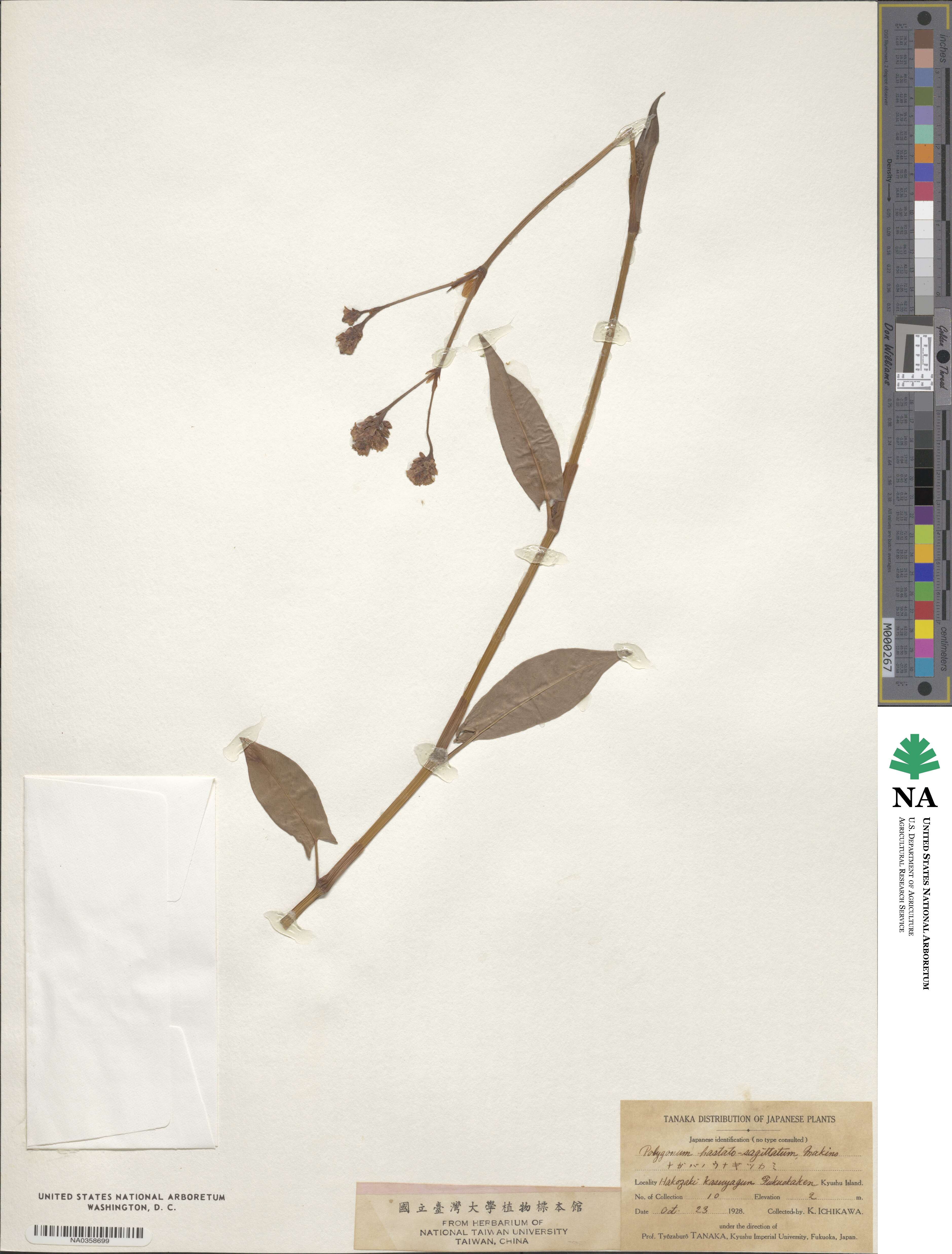 Persicaria hastatosagittata image