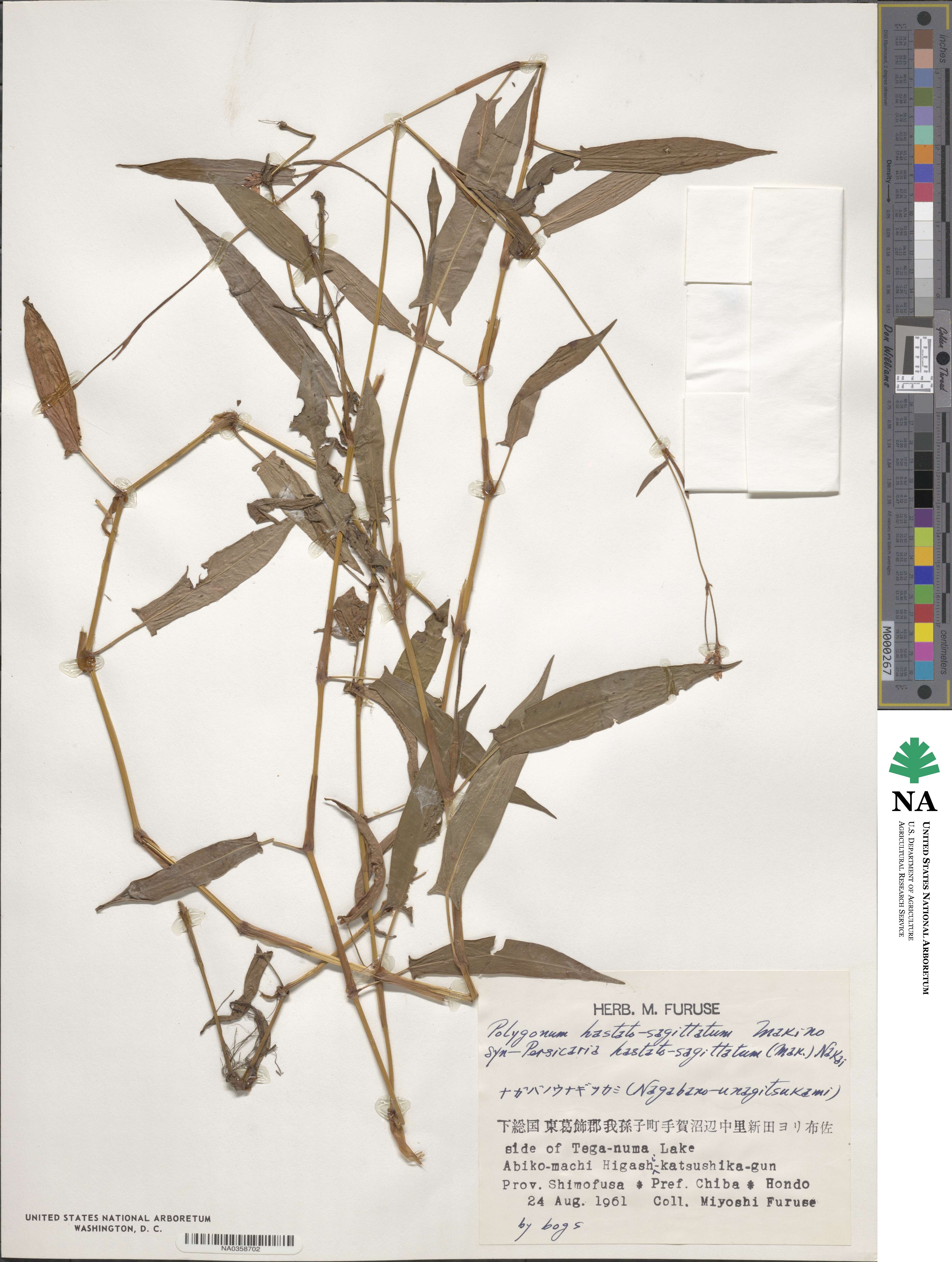 Persicaria hastatosagittata image