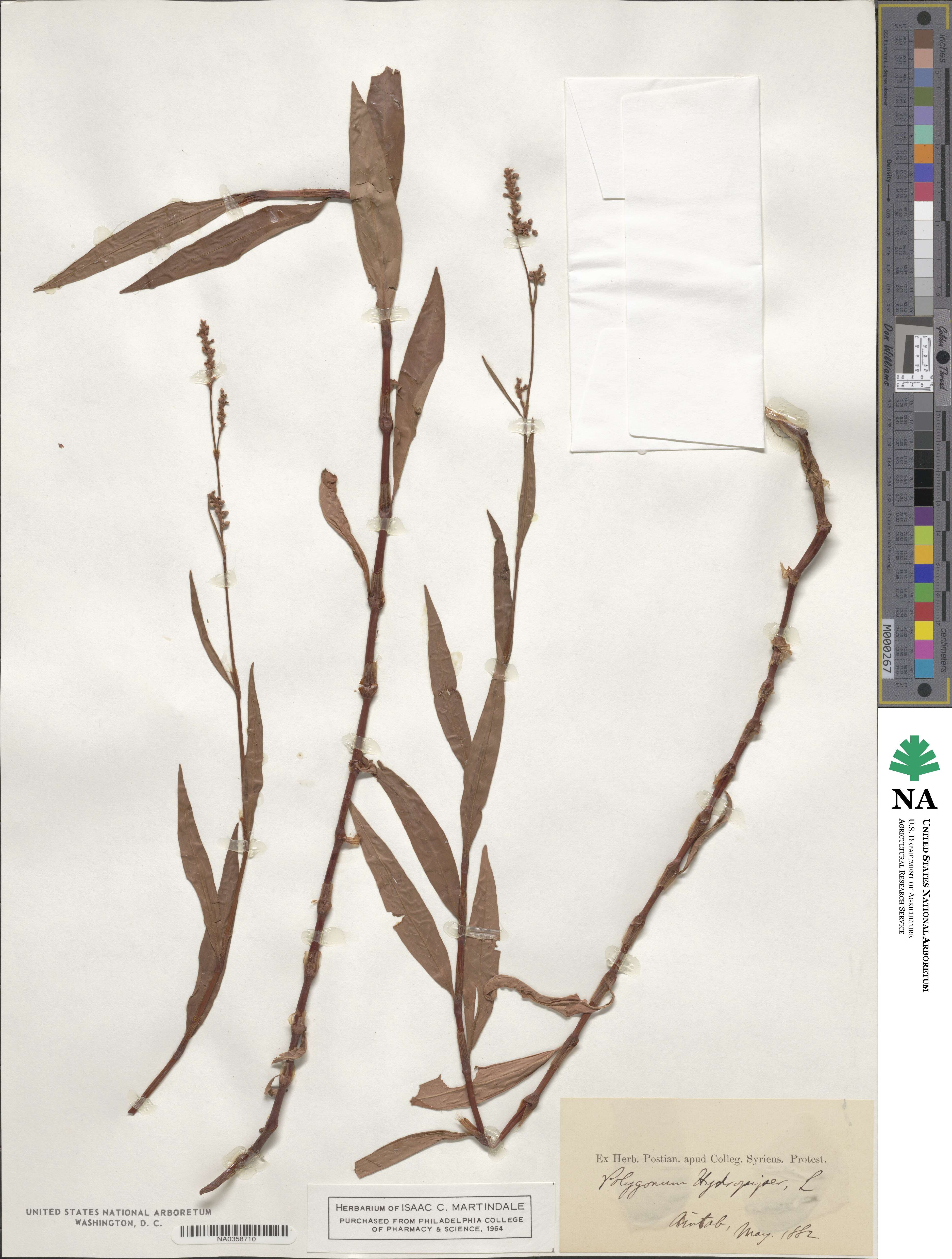 Polygonum hydropiper image