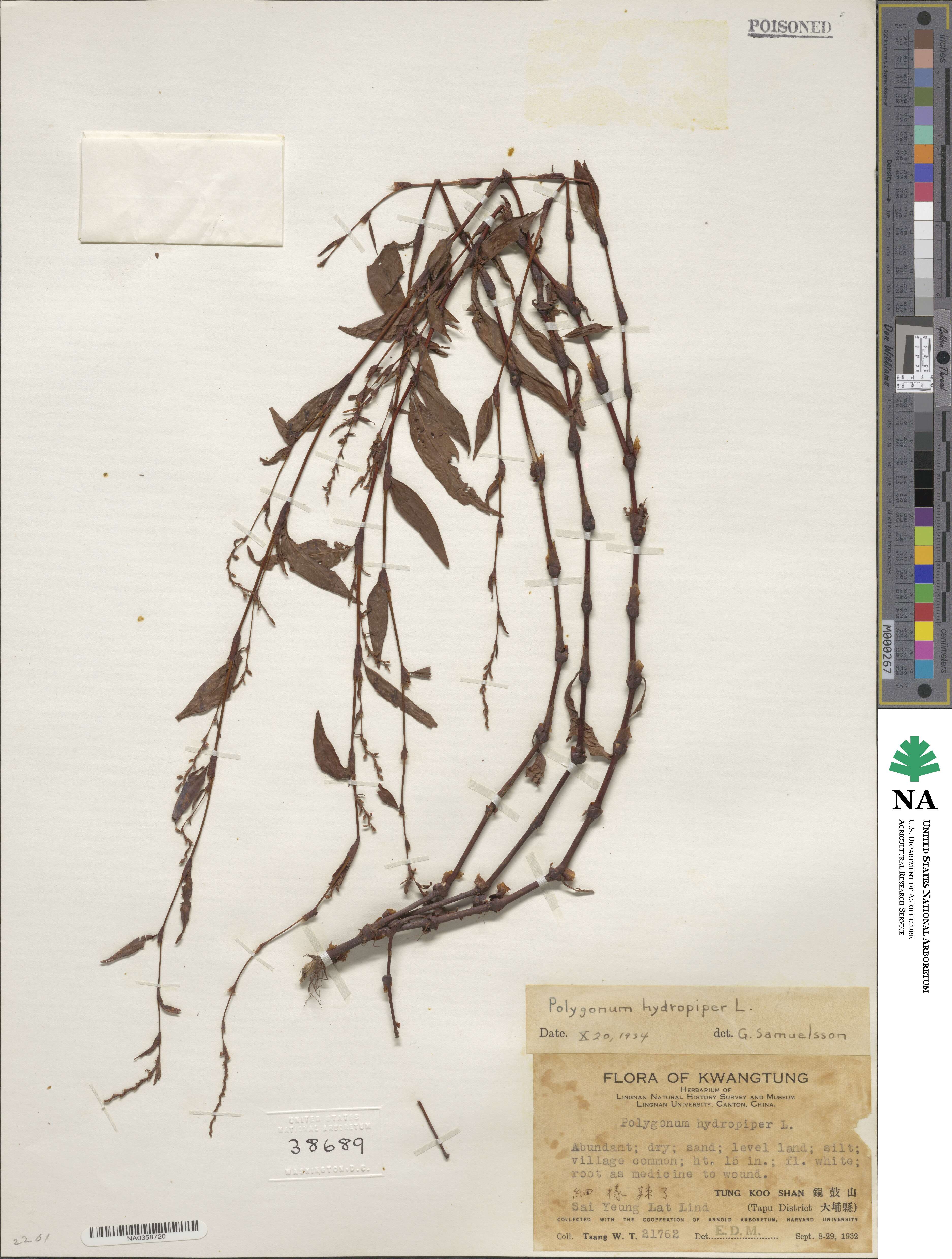 Polygonum hydropiper image