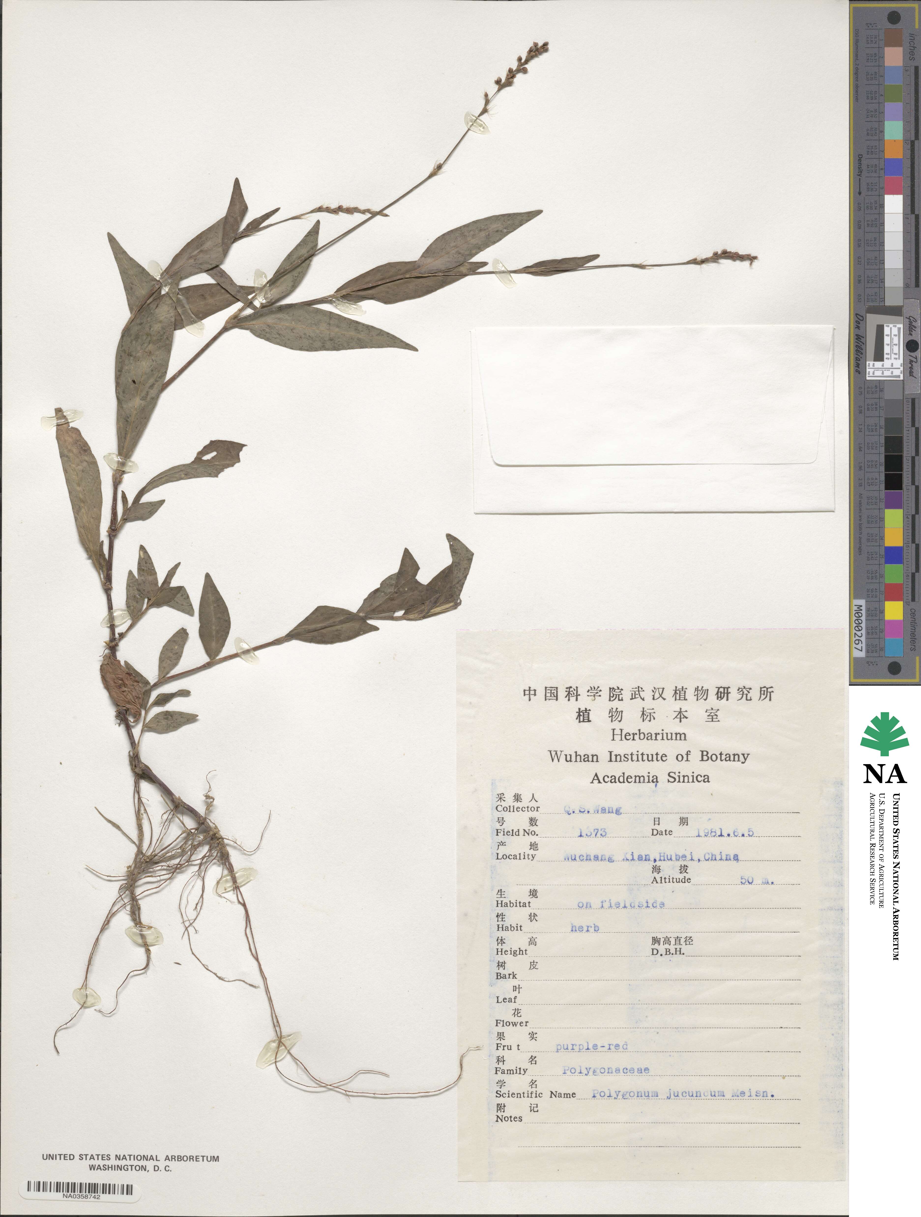 Polygonum jucundum image