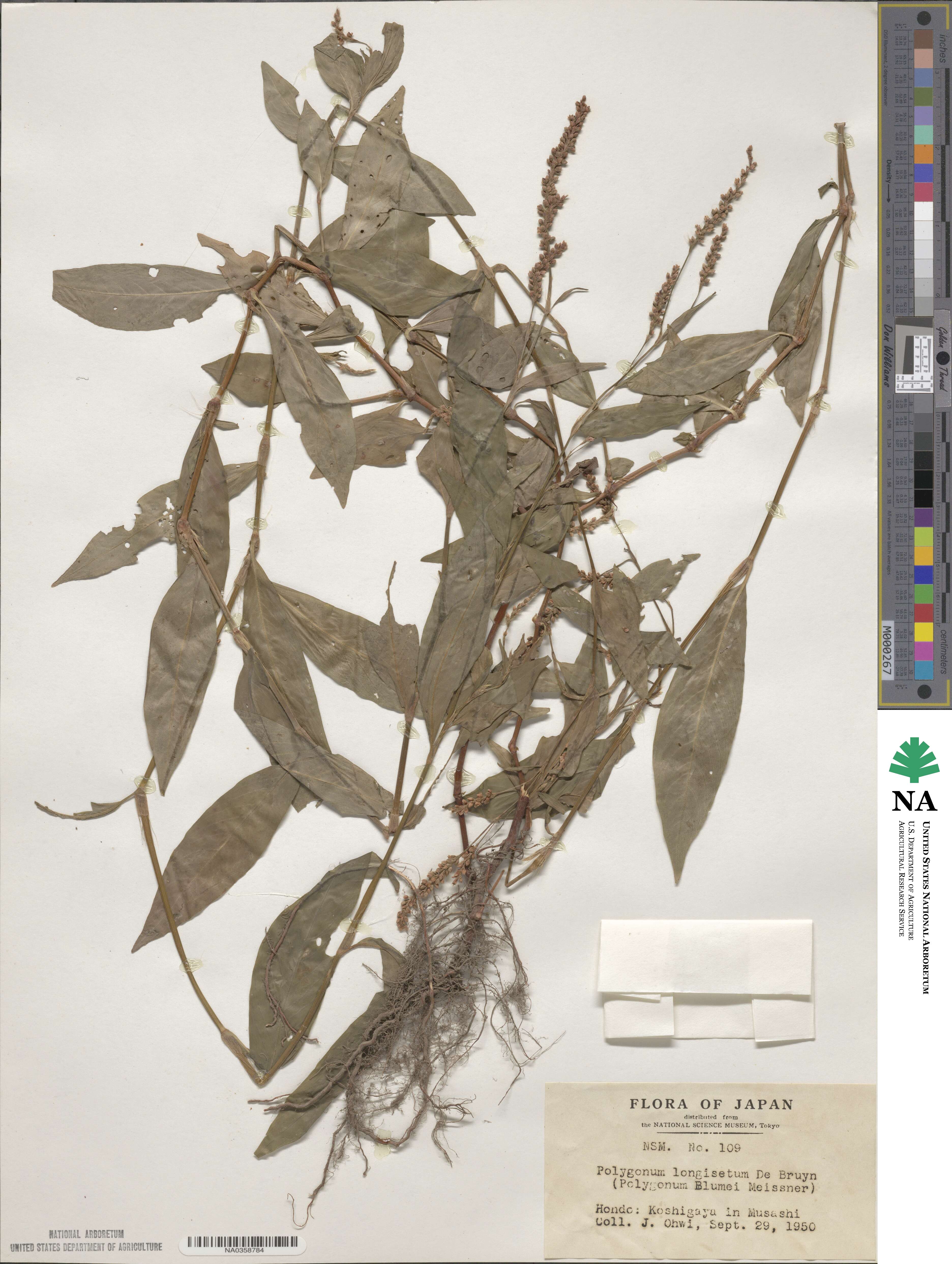 Persicaria longiseta image