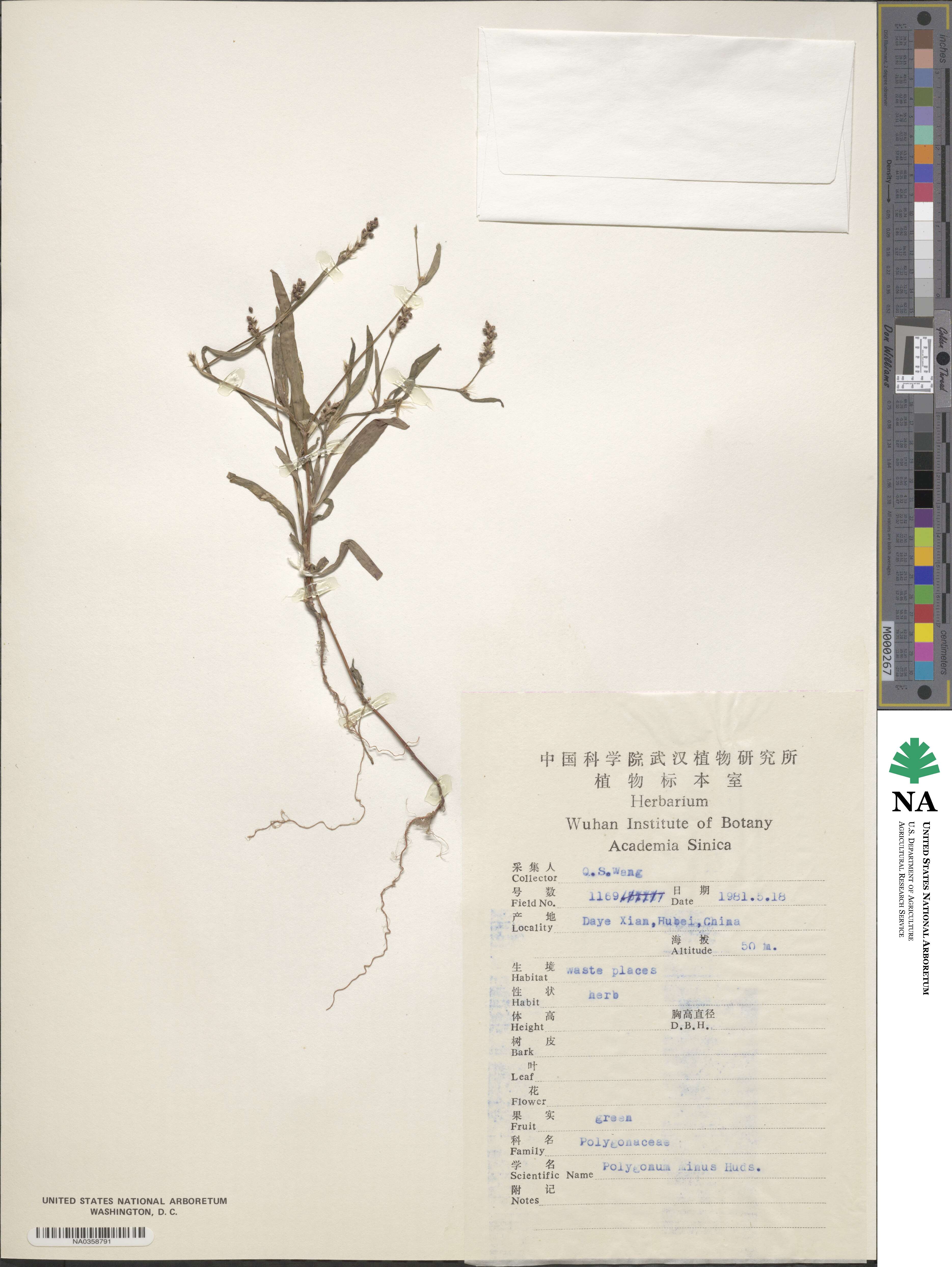 Polygonum minus image
