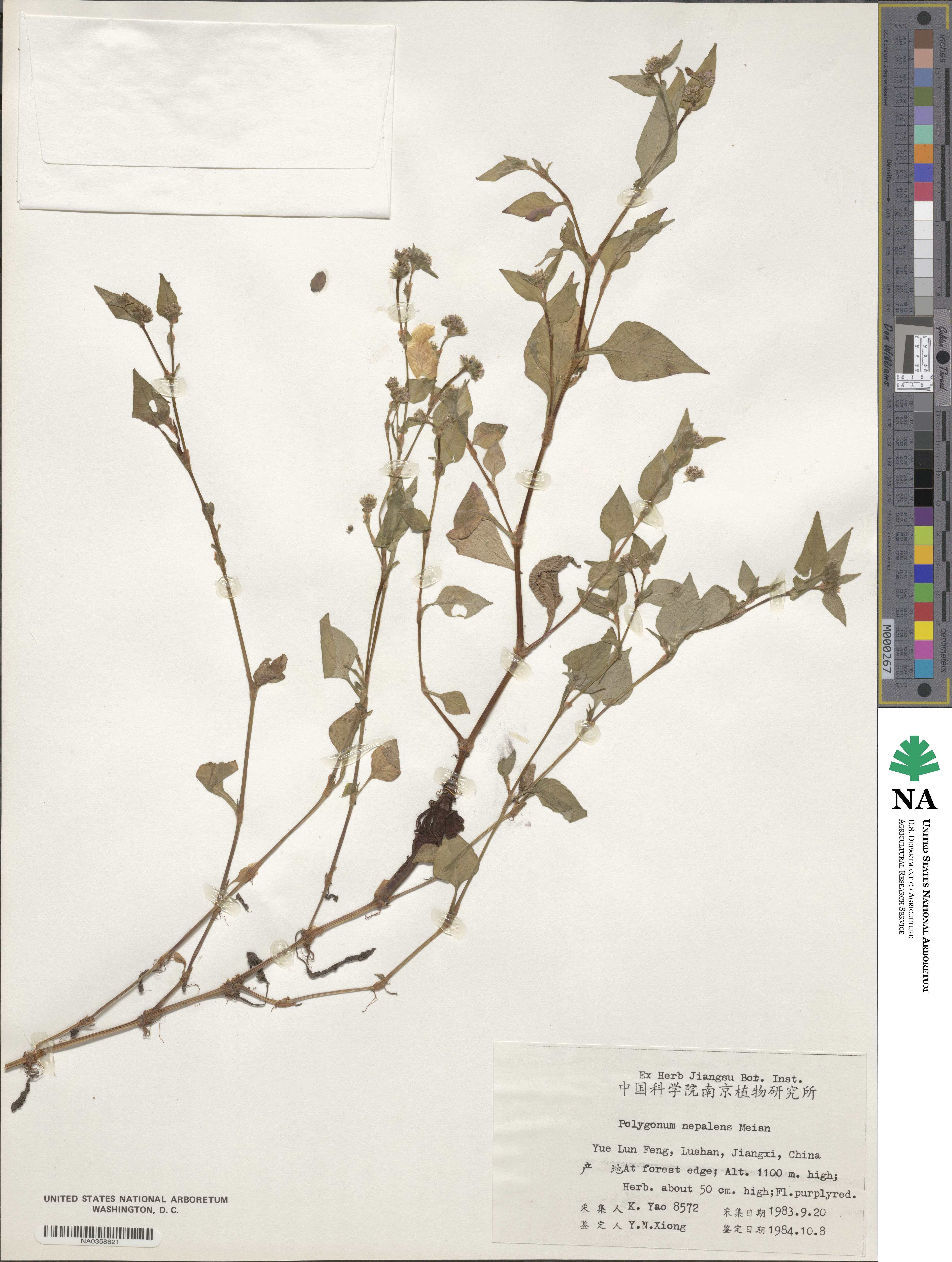 Polygonum nepalense image