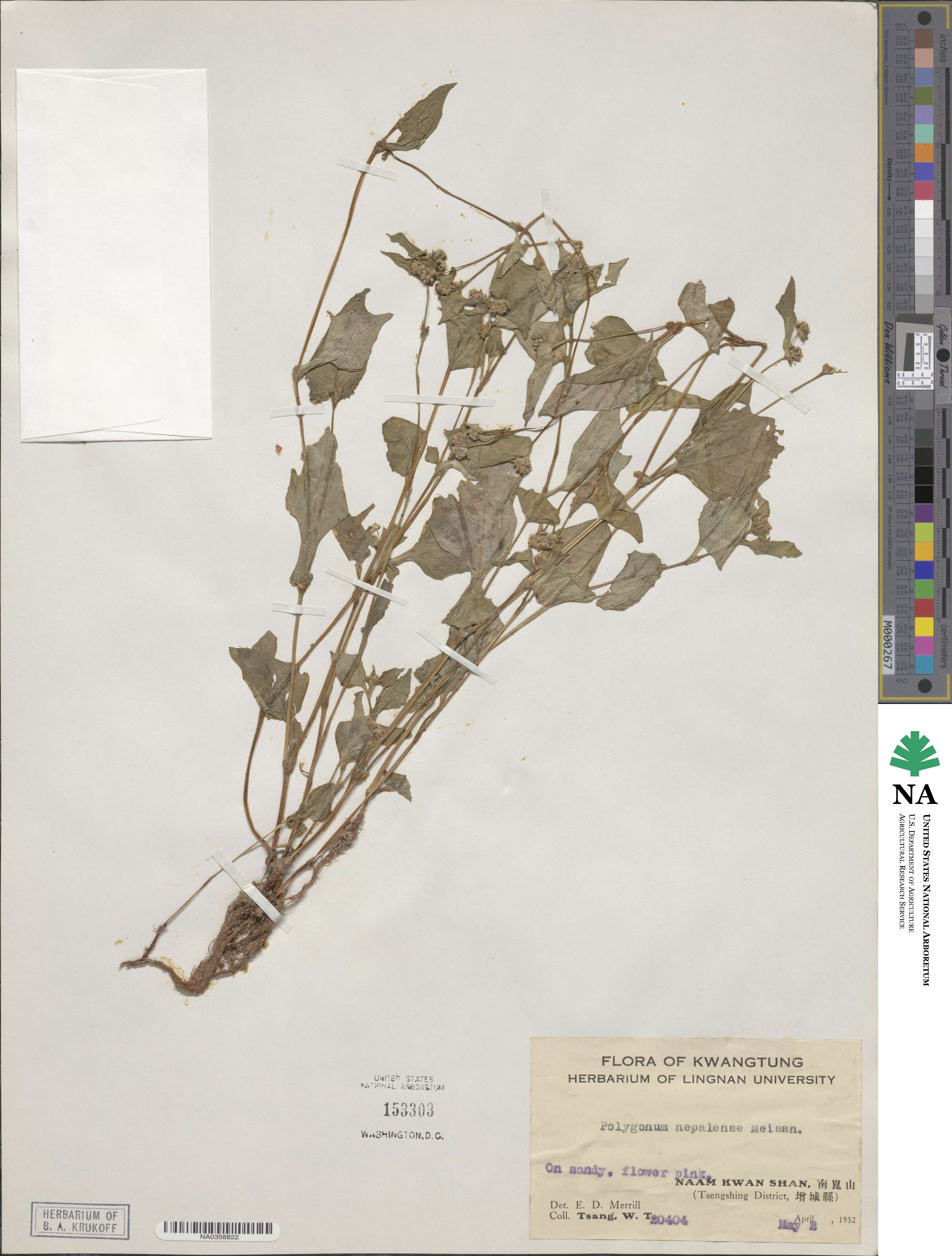 Polygonum nepalense image