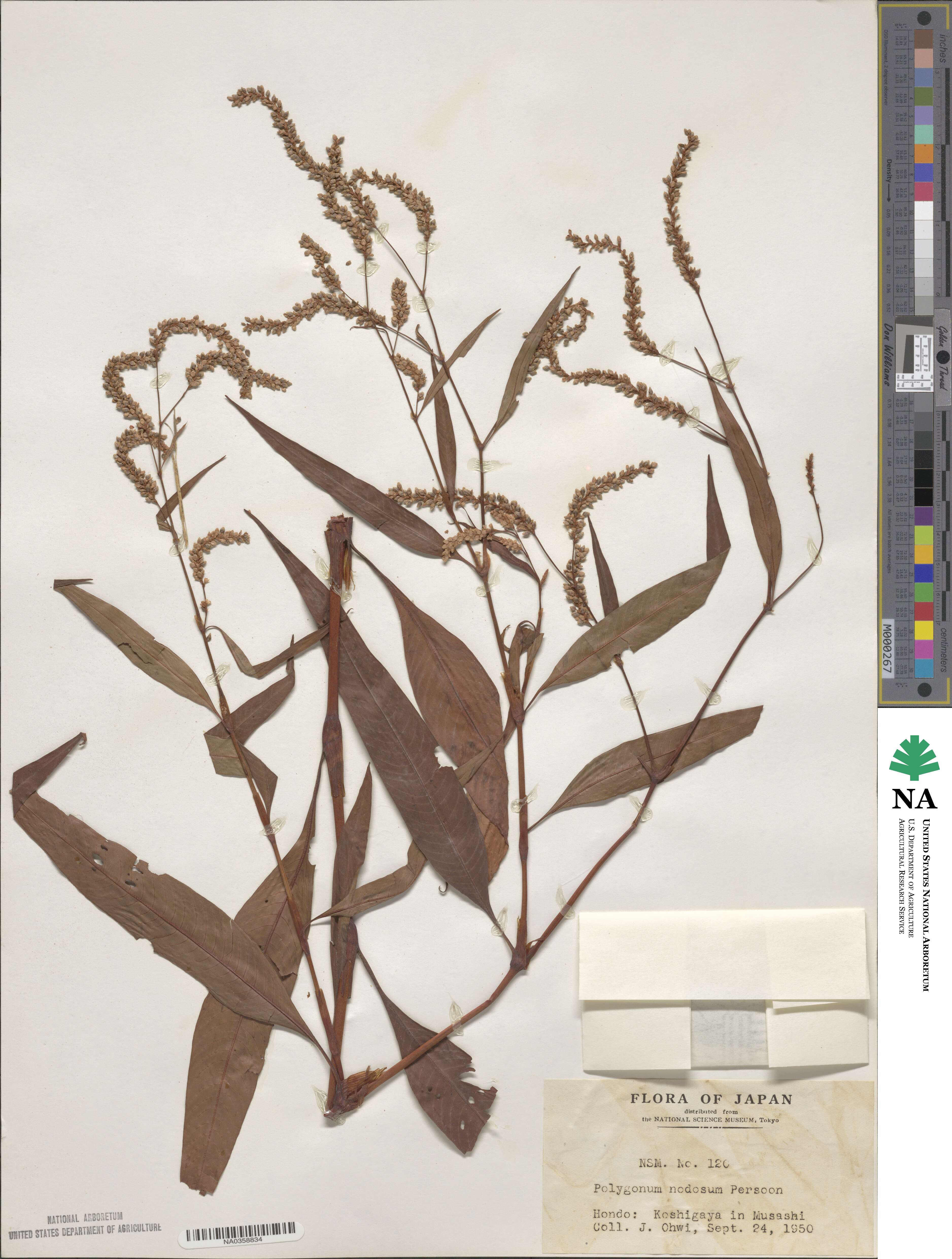 Persicaria lapathifolia subsp. lapathifolia image