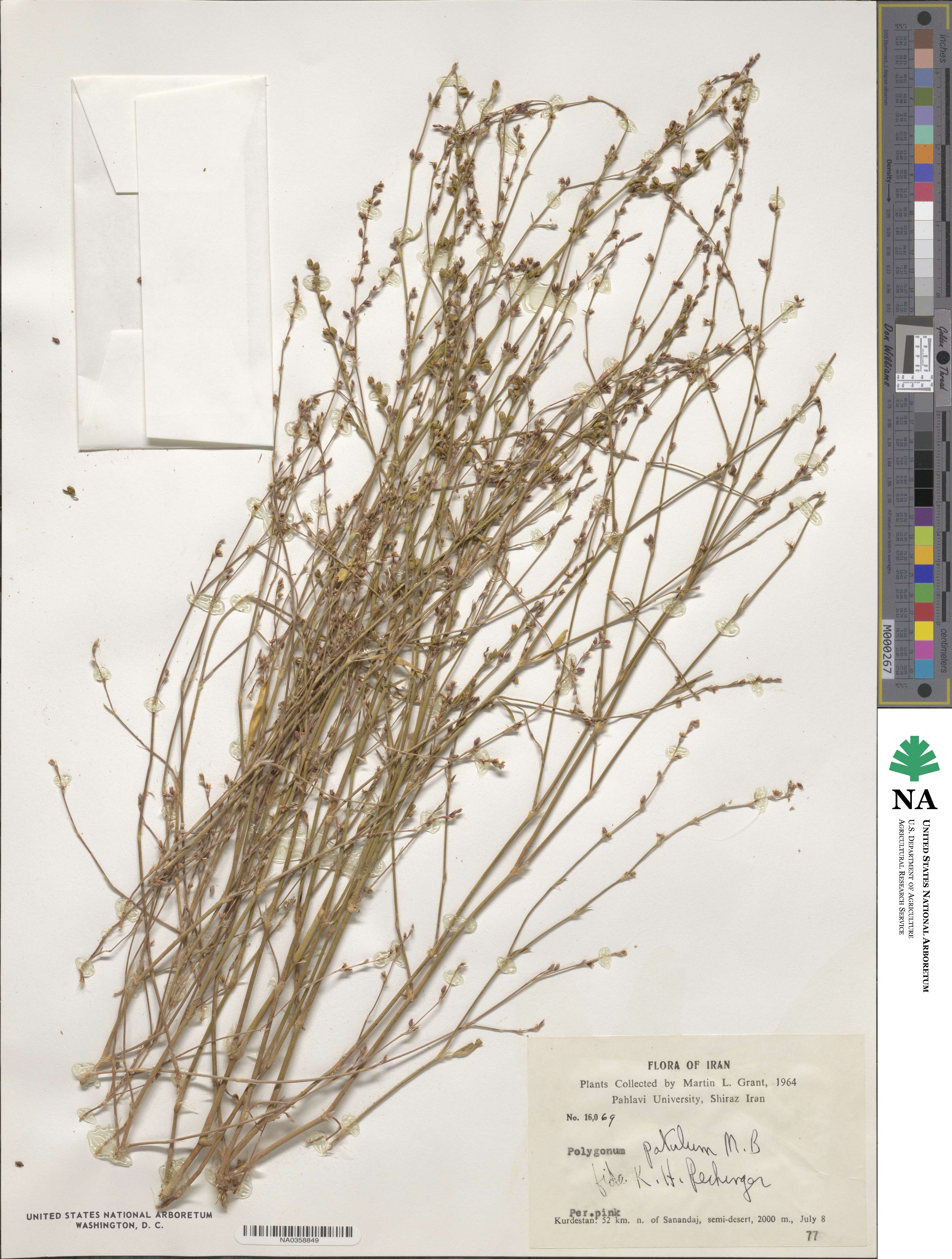 Polygonum patulum image