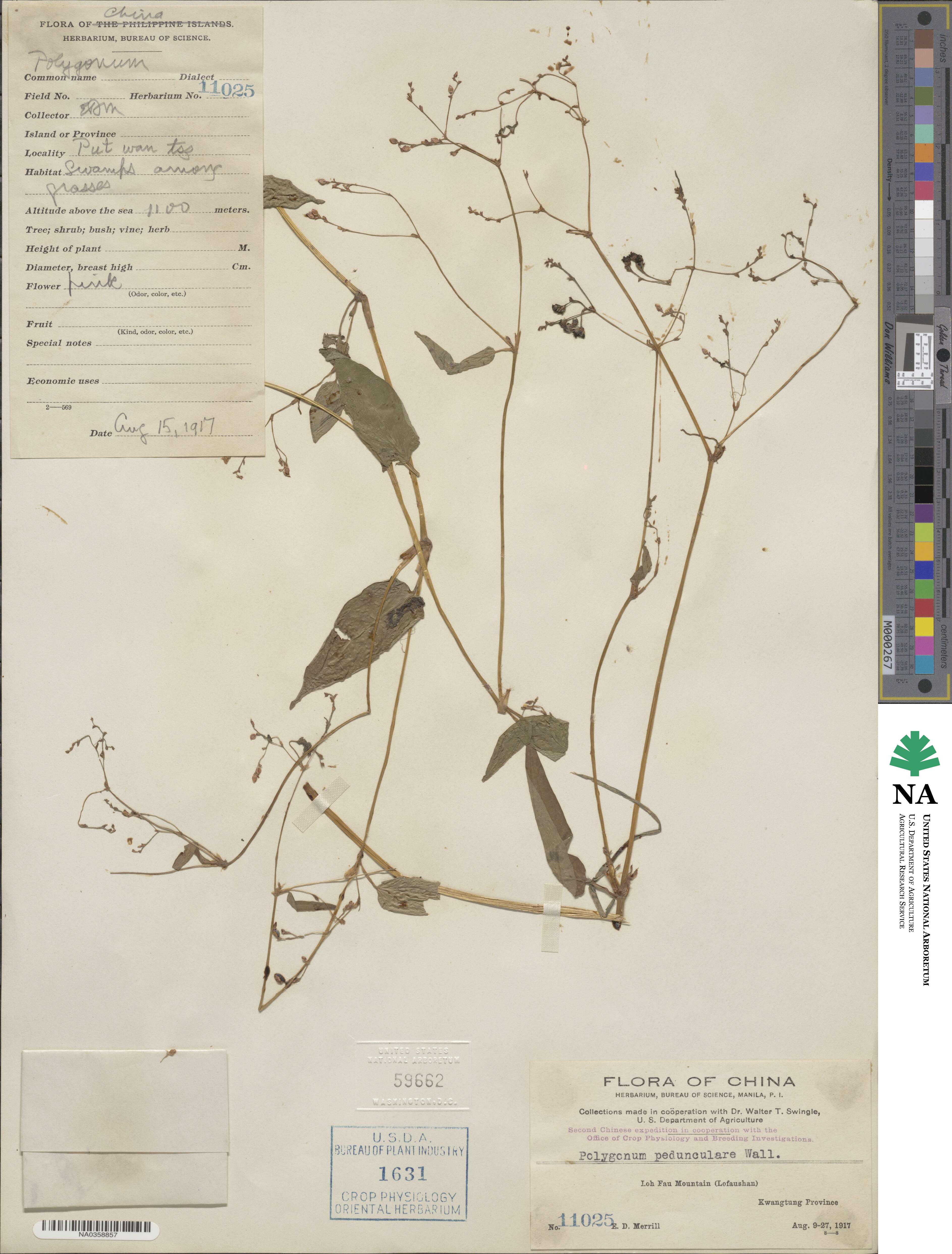 Persicaria dichotoma image