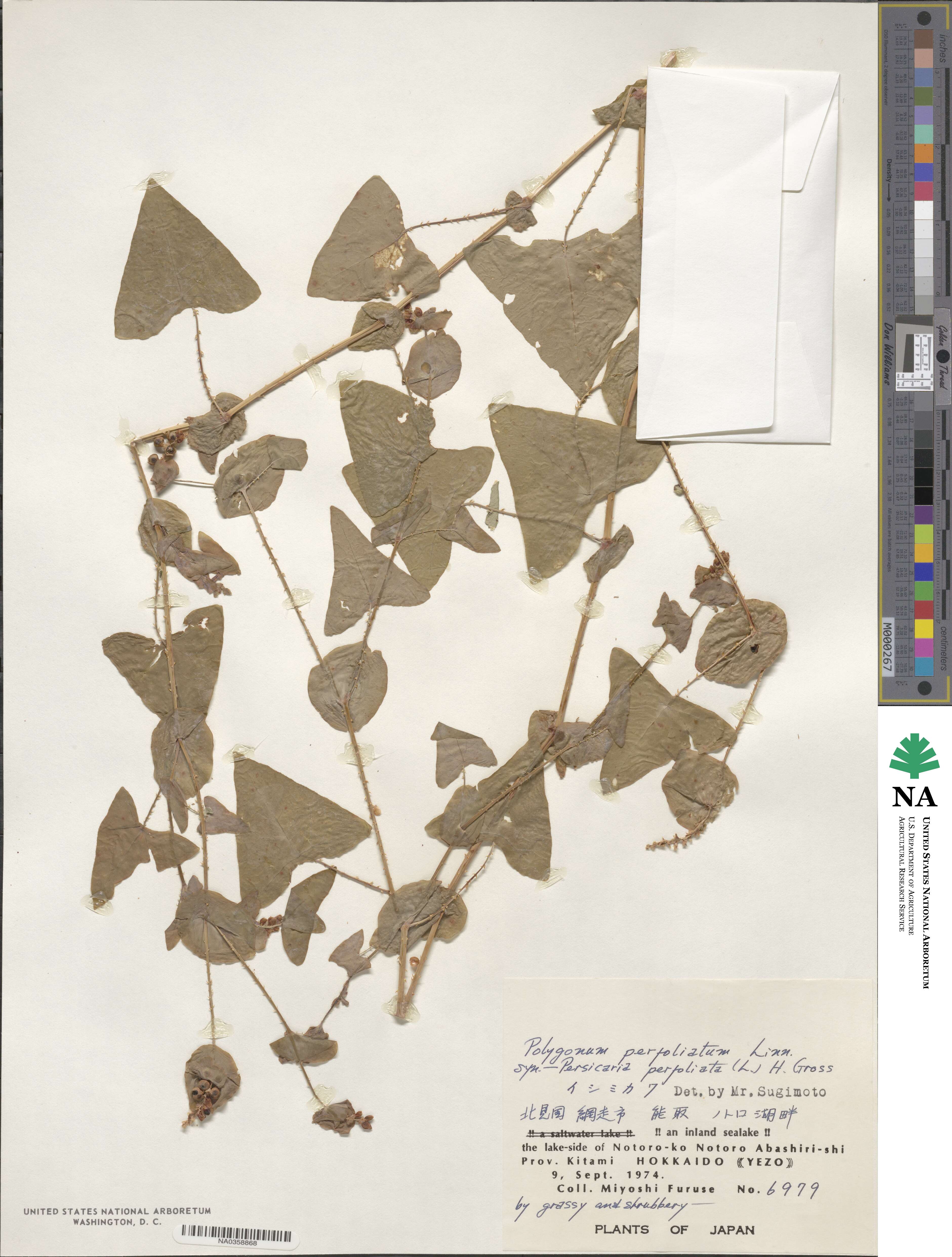 Persicaria perfoliata image