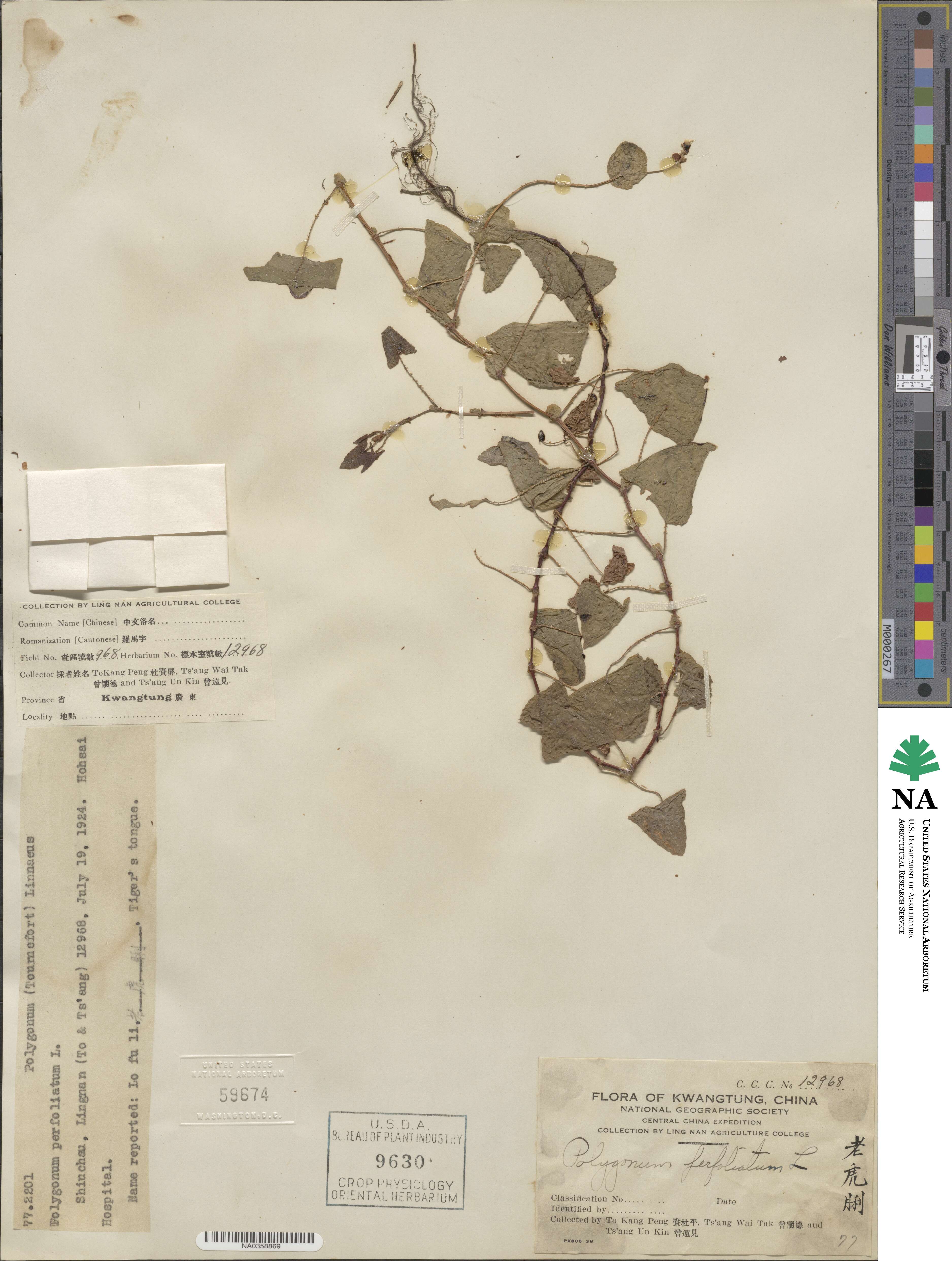 Persicaria perfoliata image