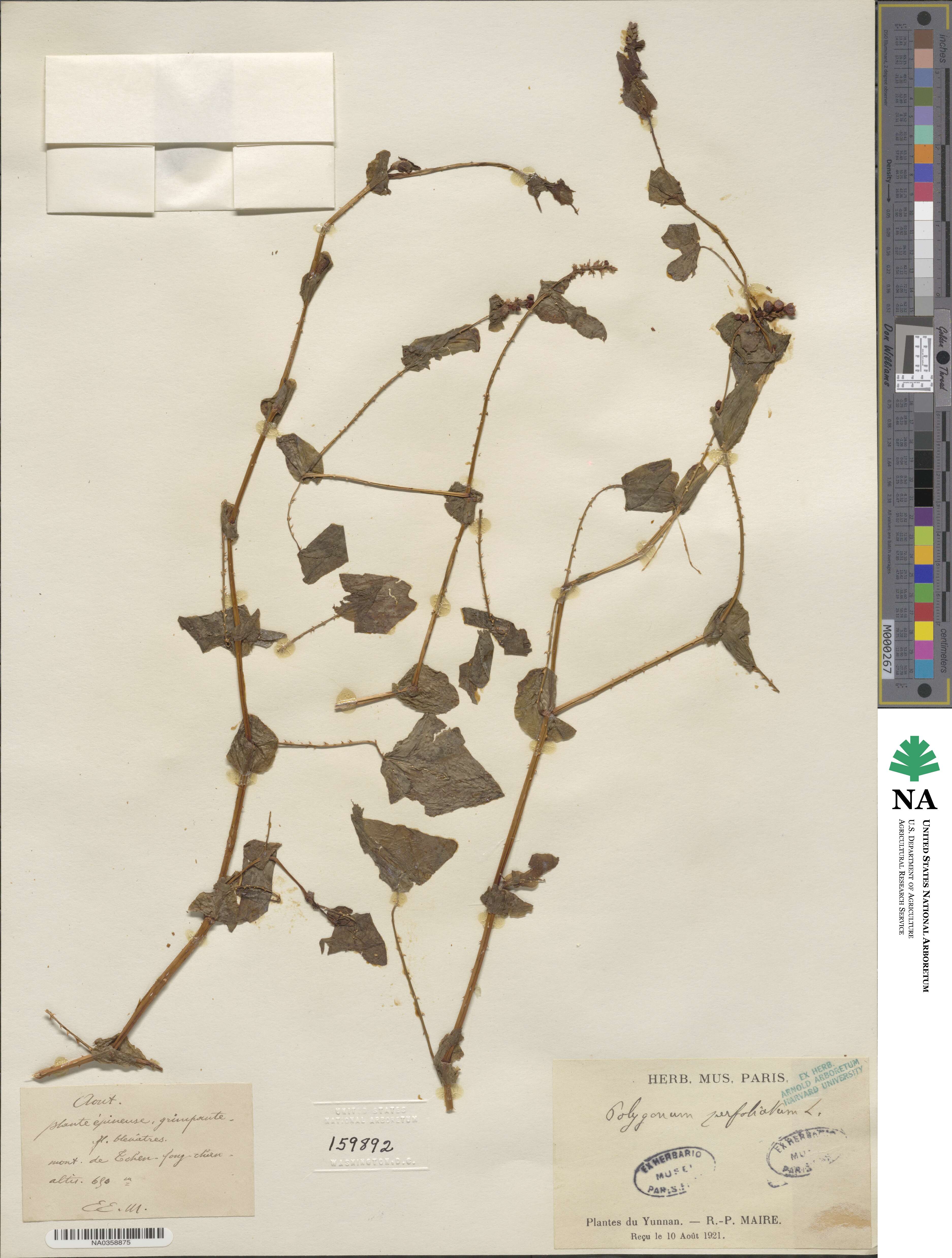 Persicaria perfoliata image