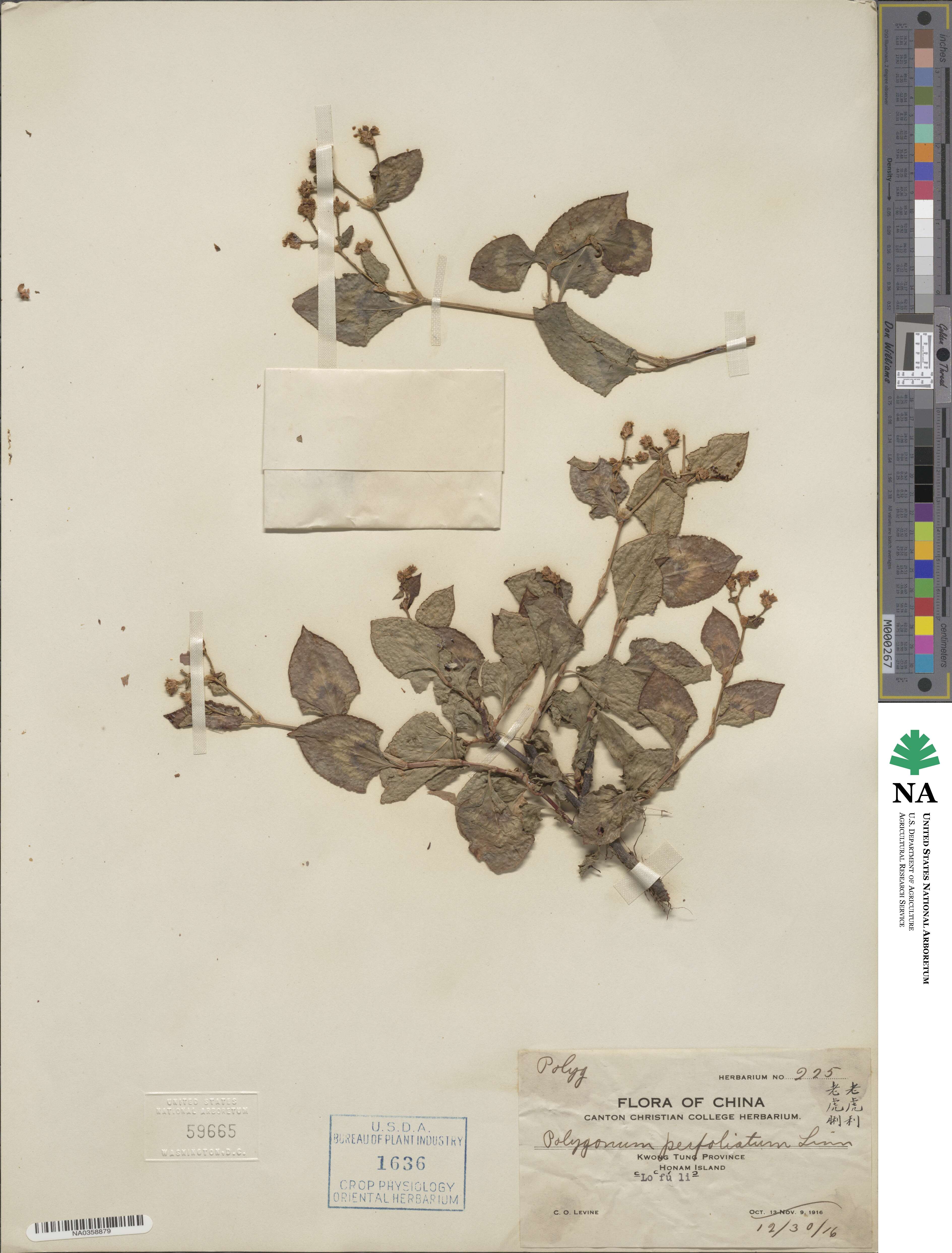 Persicaria perfoliata image