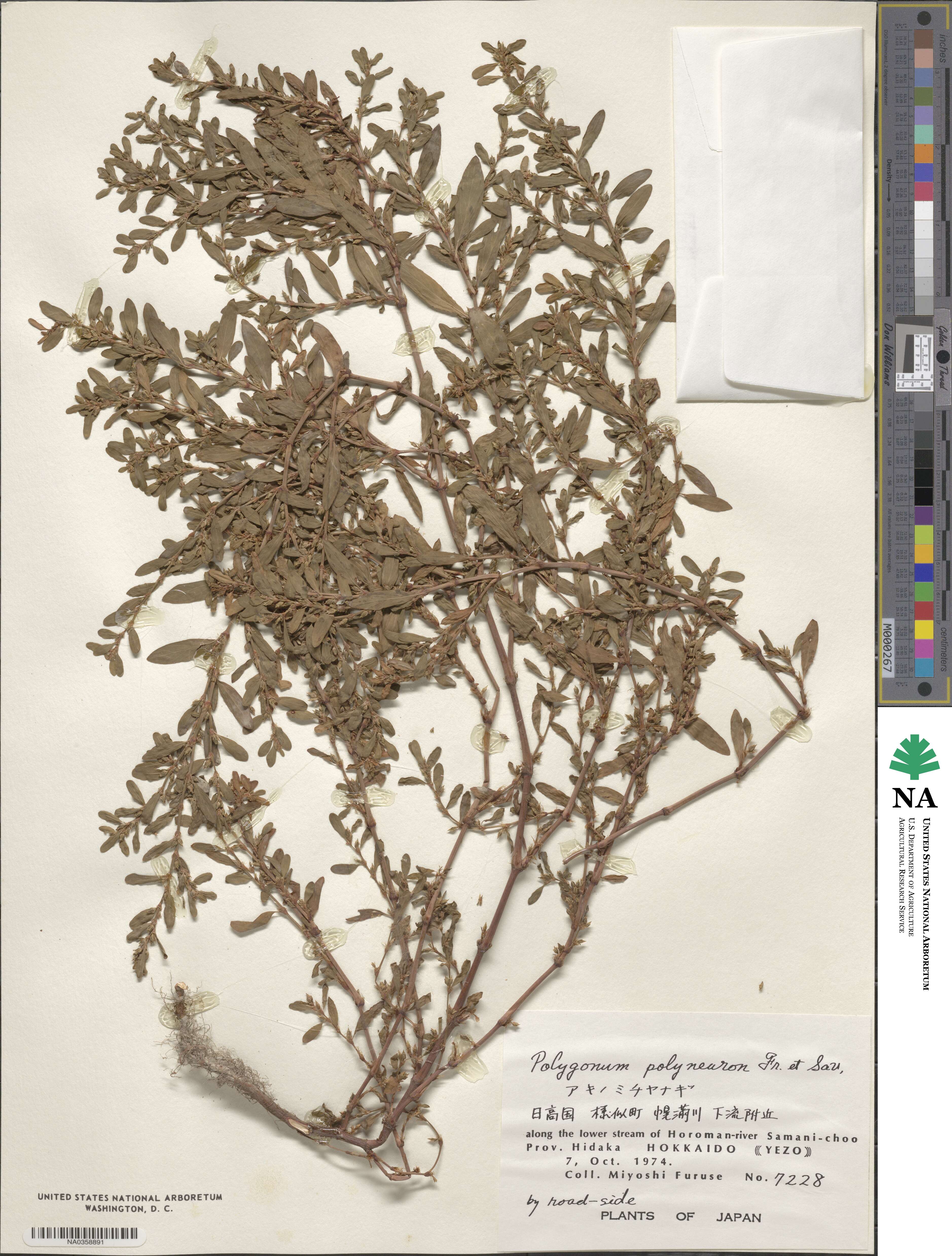 Polygonum arenastrum subsp. arenastrum image