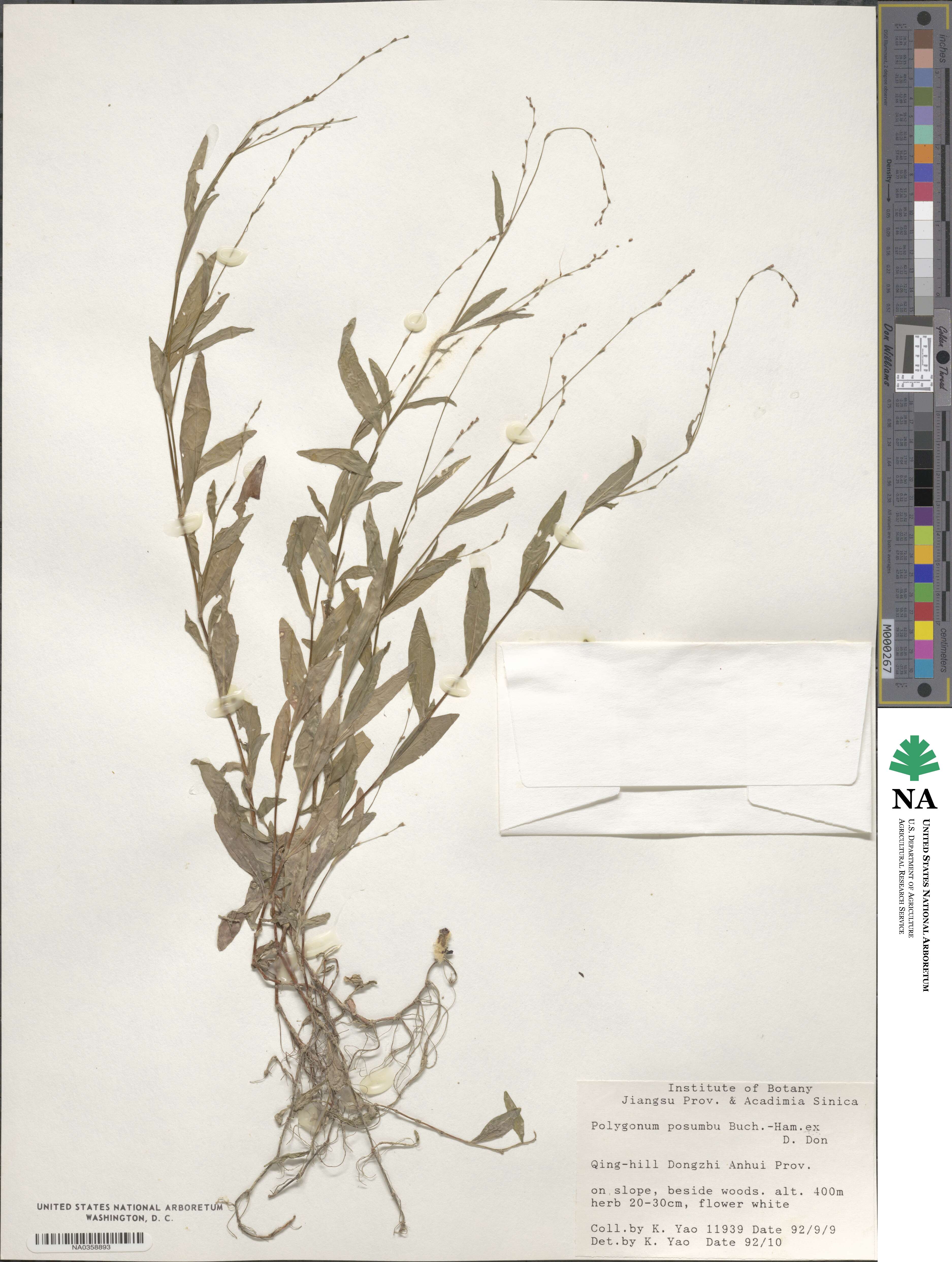 Polygonum posumbu image