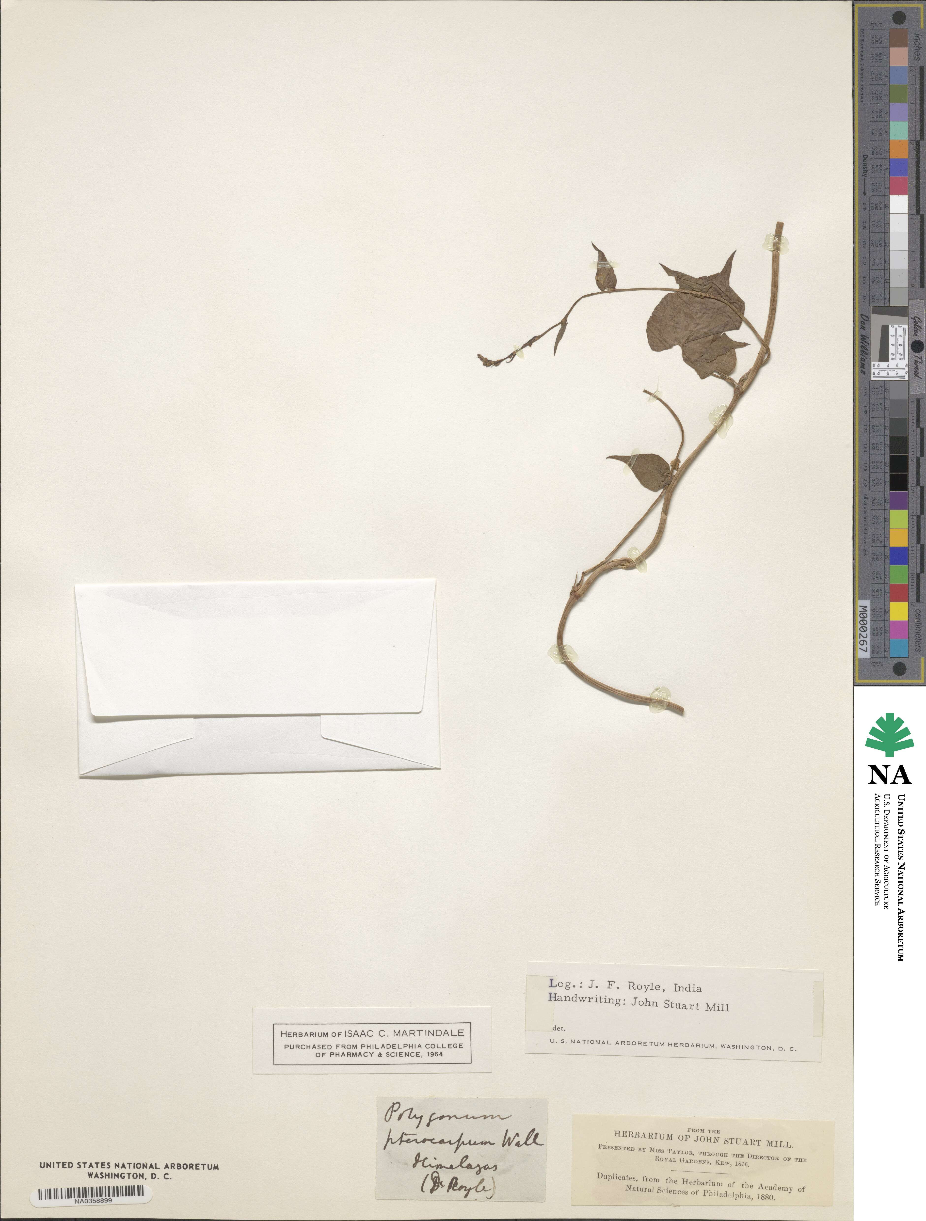 Fallopia pterocarpa image