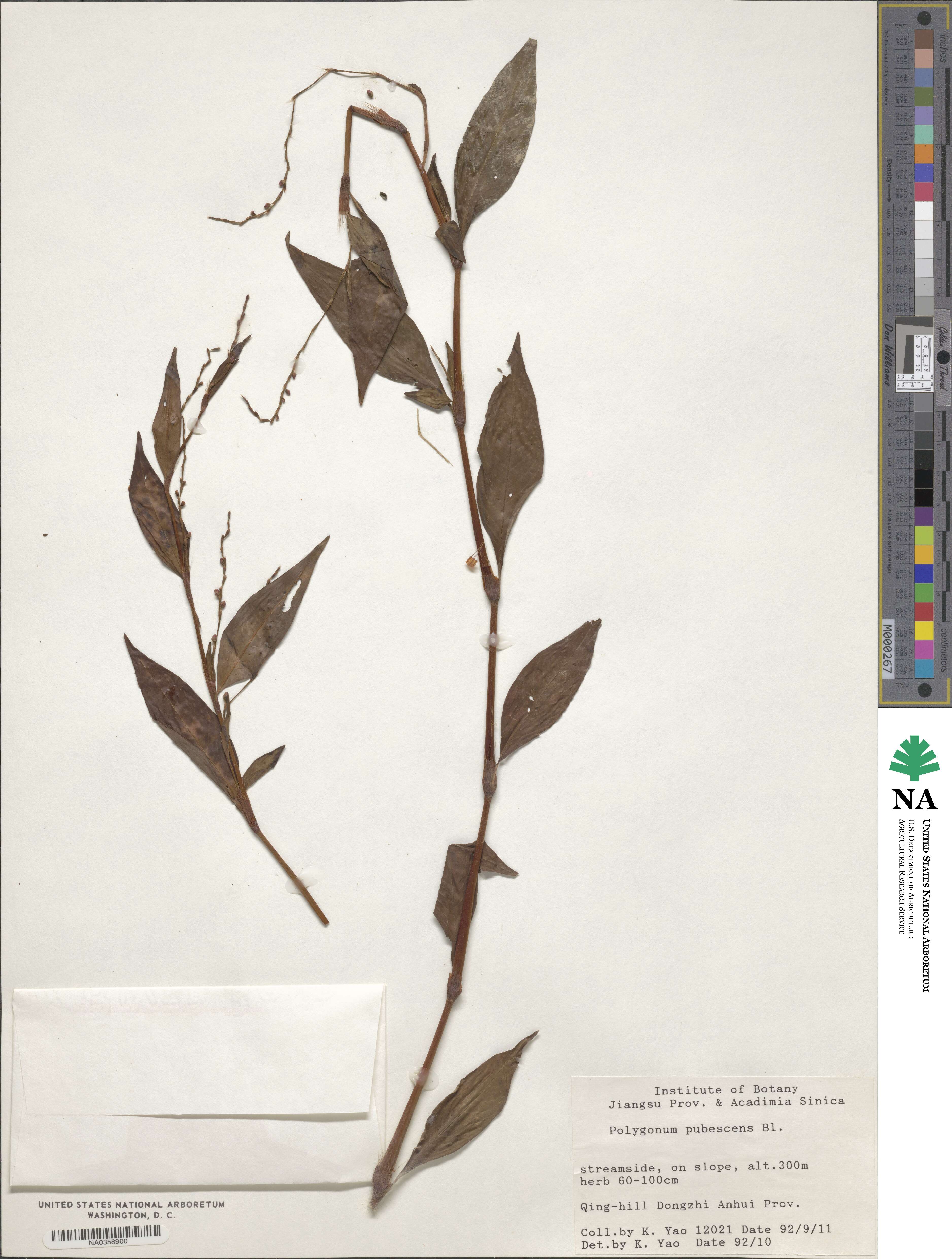 Persicaria pubescens image
