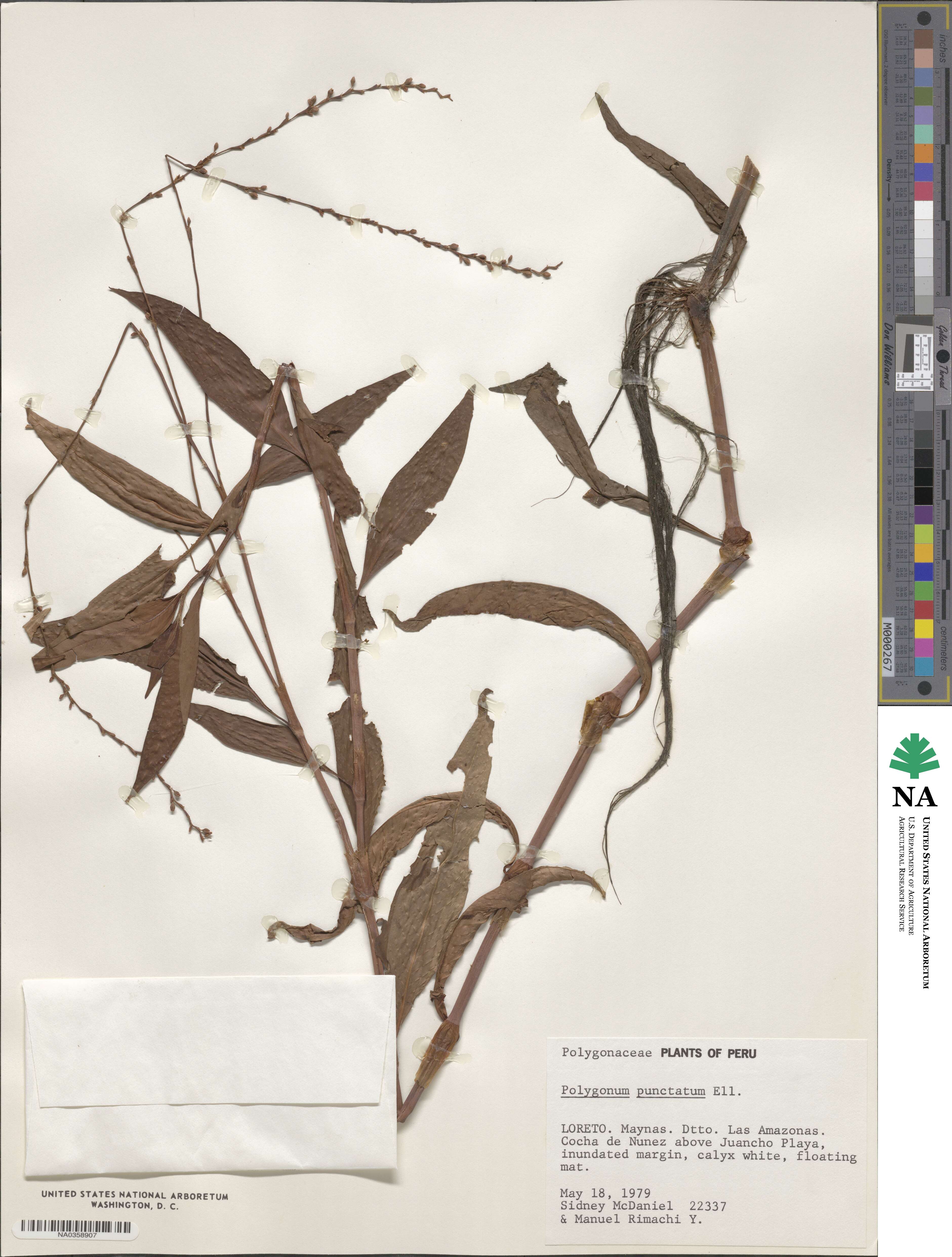 Polygonum punctatum image