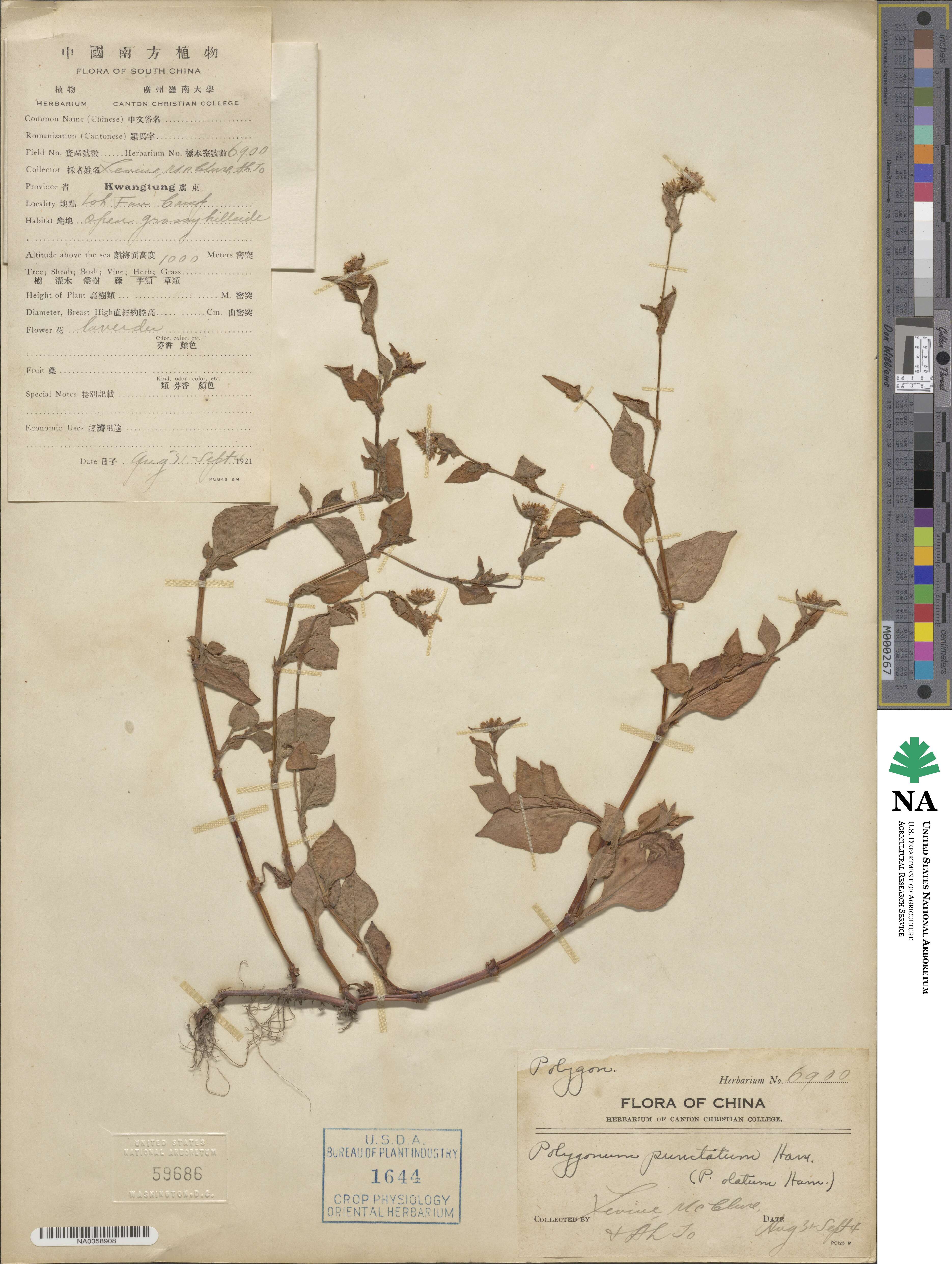 Polygonum punctatum image