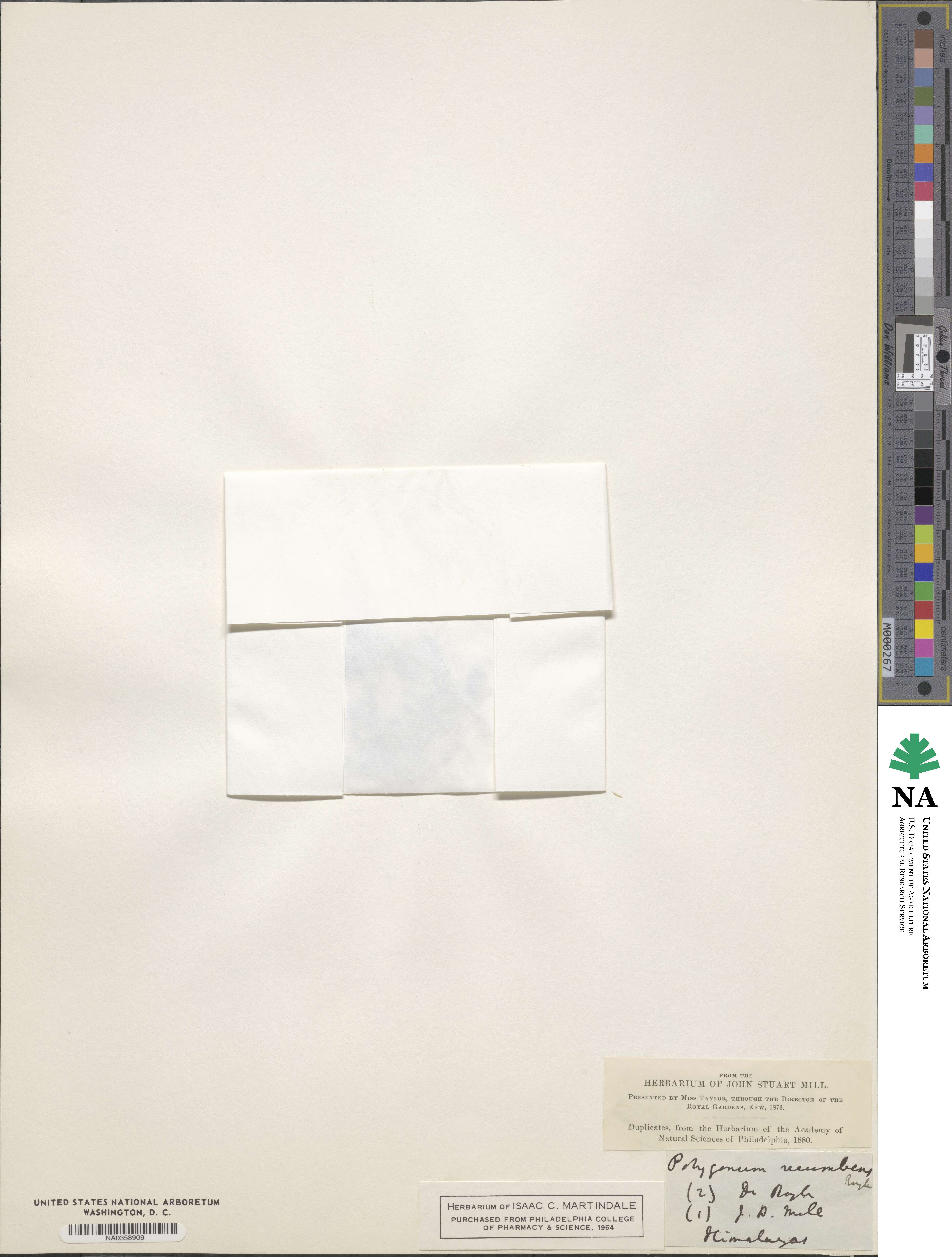 Polygonum recumbens image