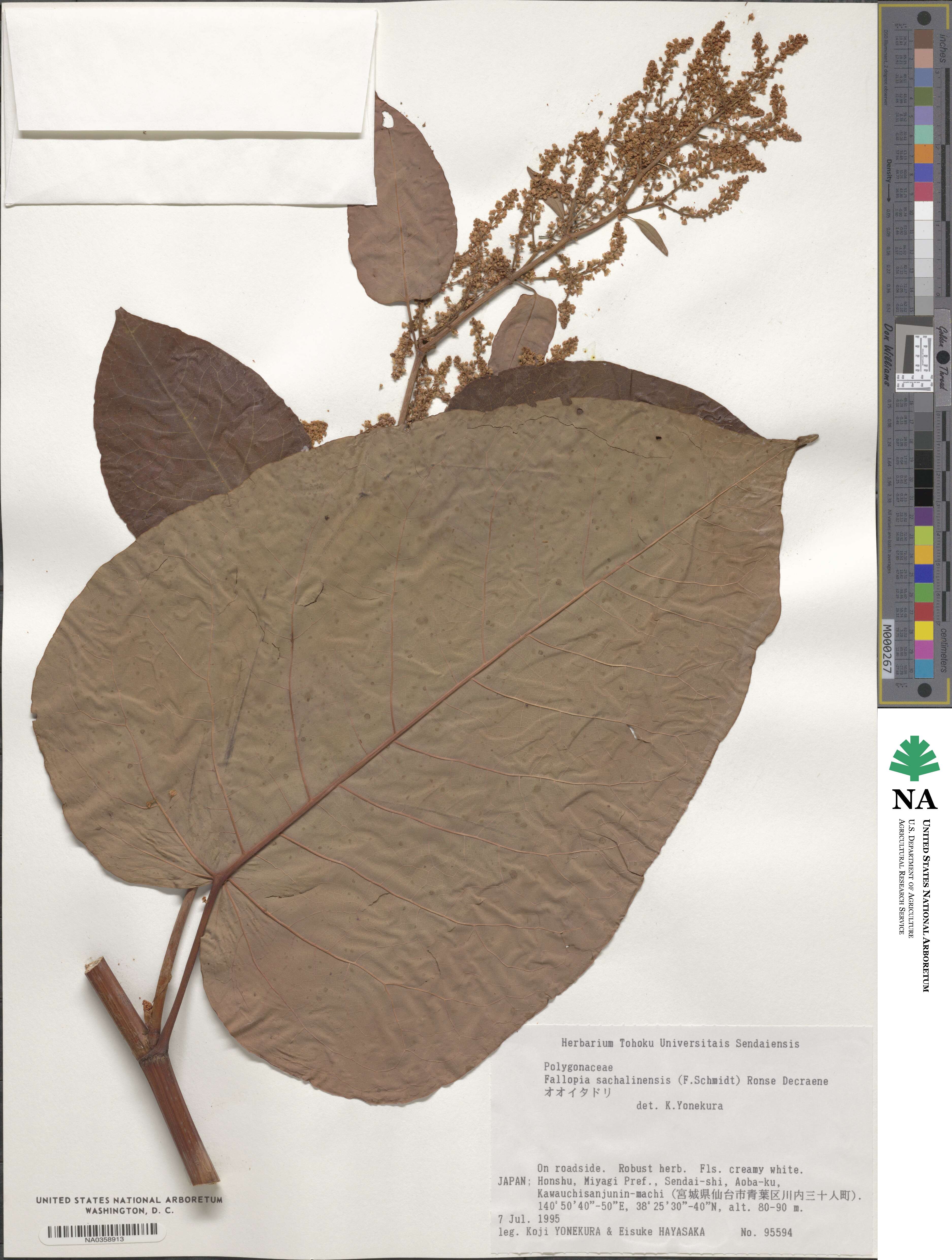 Reynoutria image