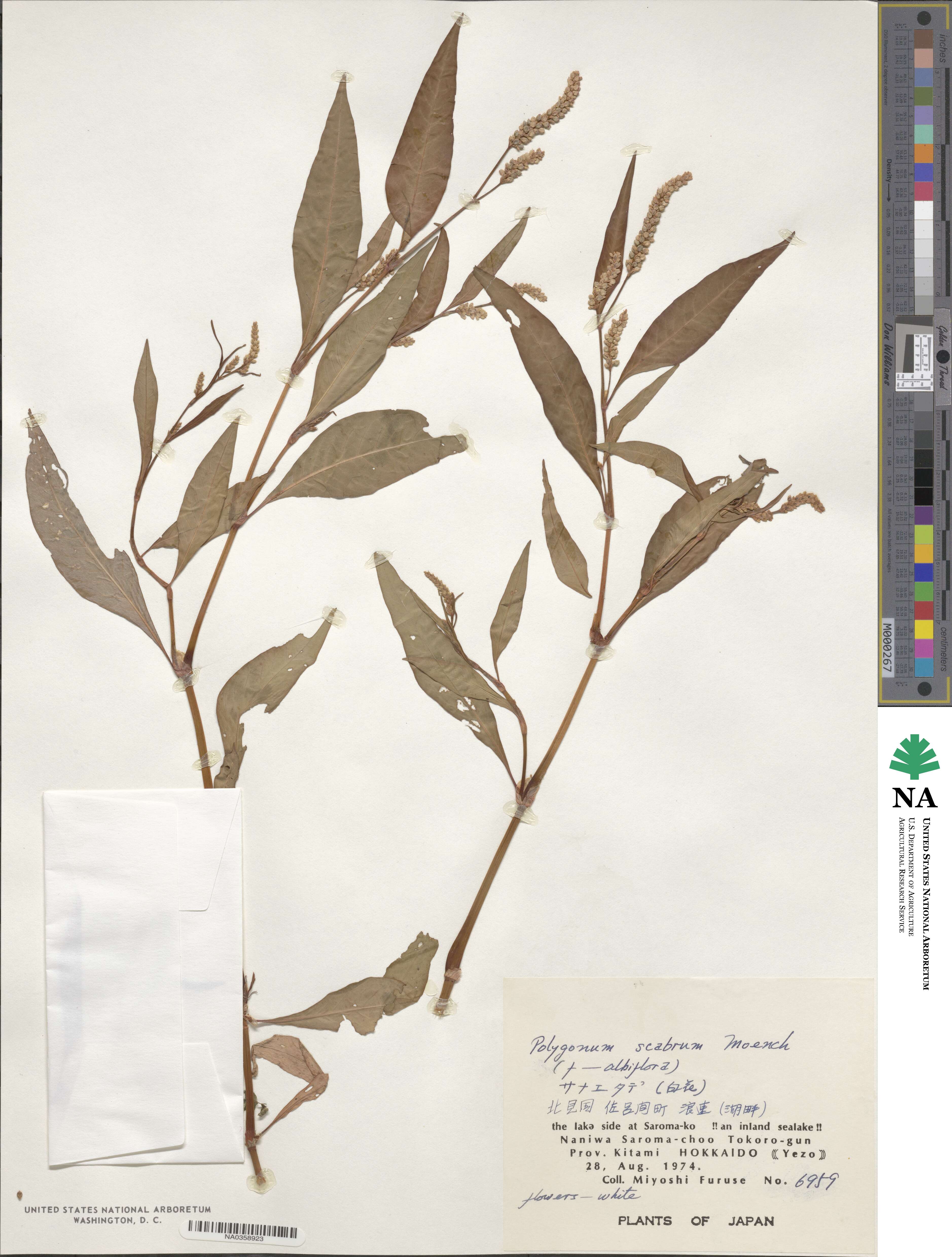 Persicaria lapathifolia subsp. pallida image