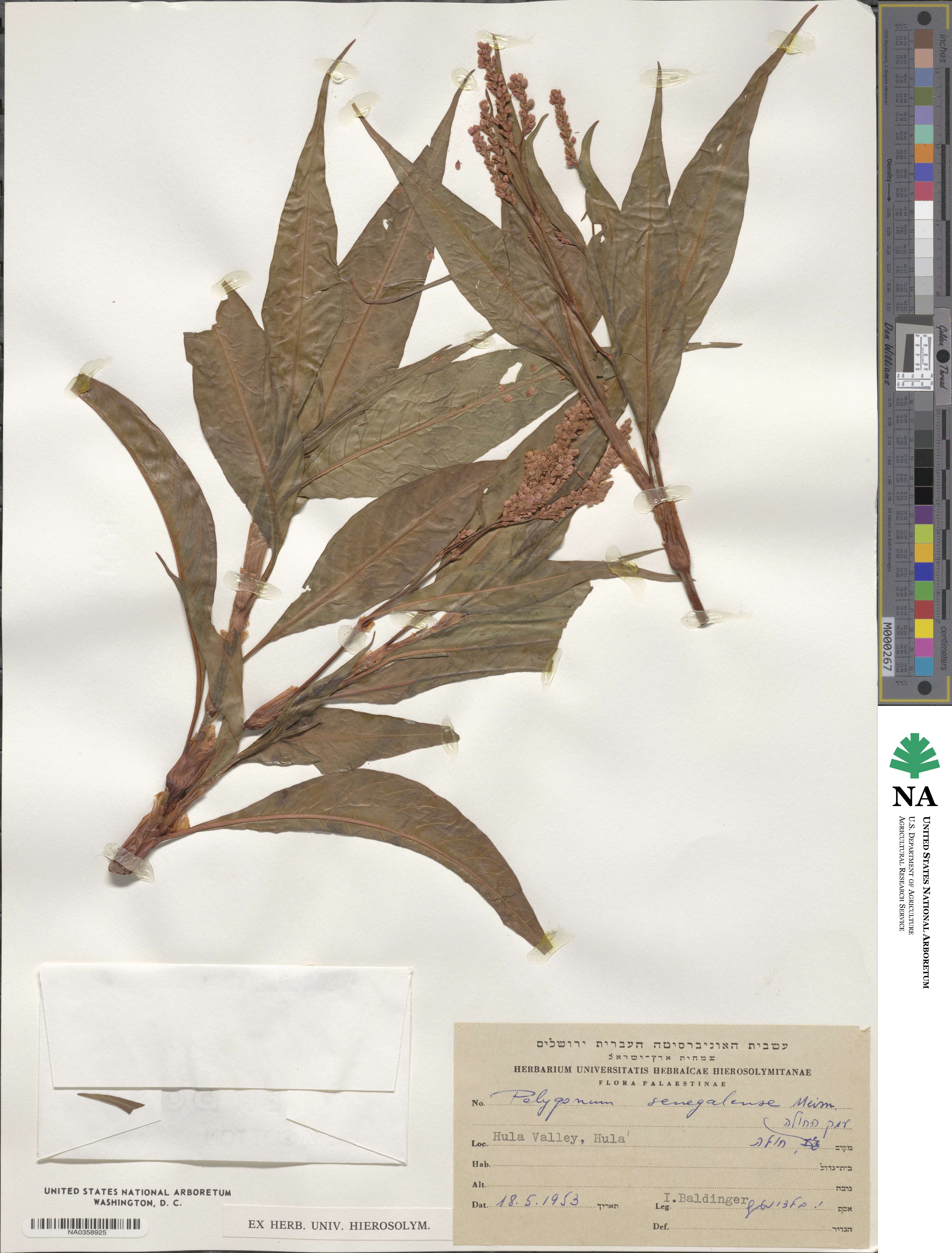 Persicaria senegalensis image