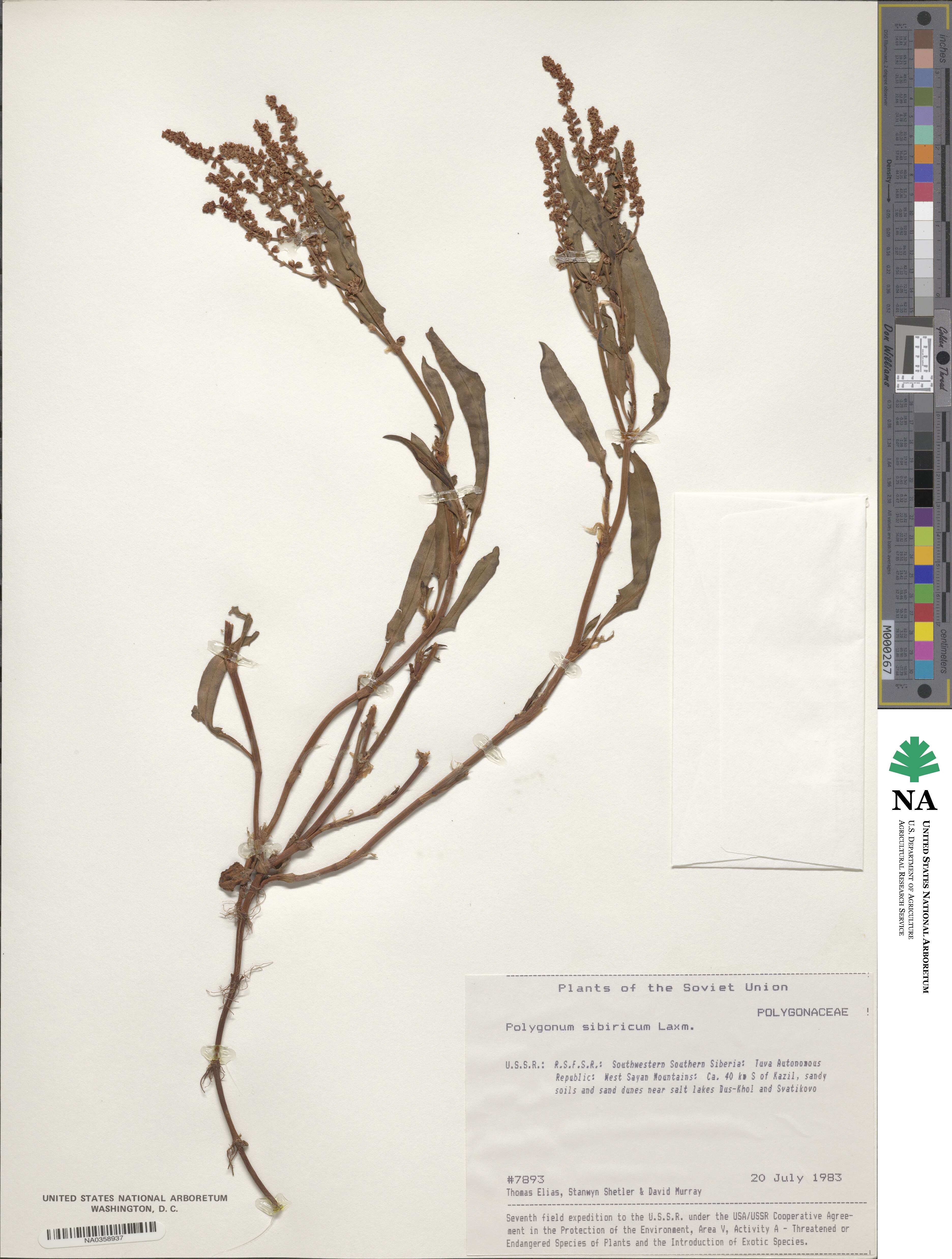 Polygonum sibiricum image