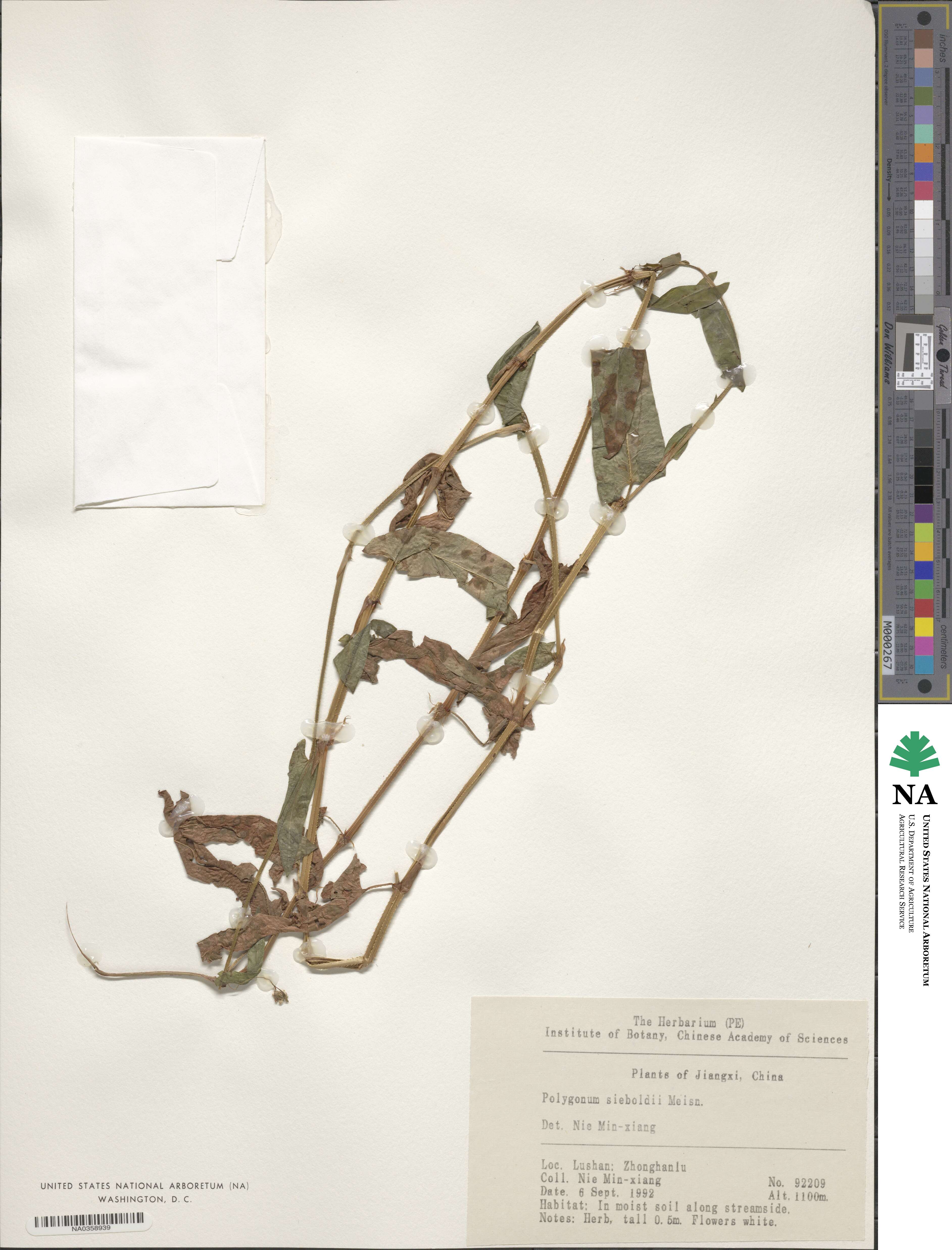 Persicaria sagittata image