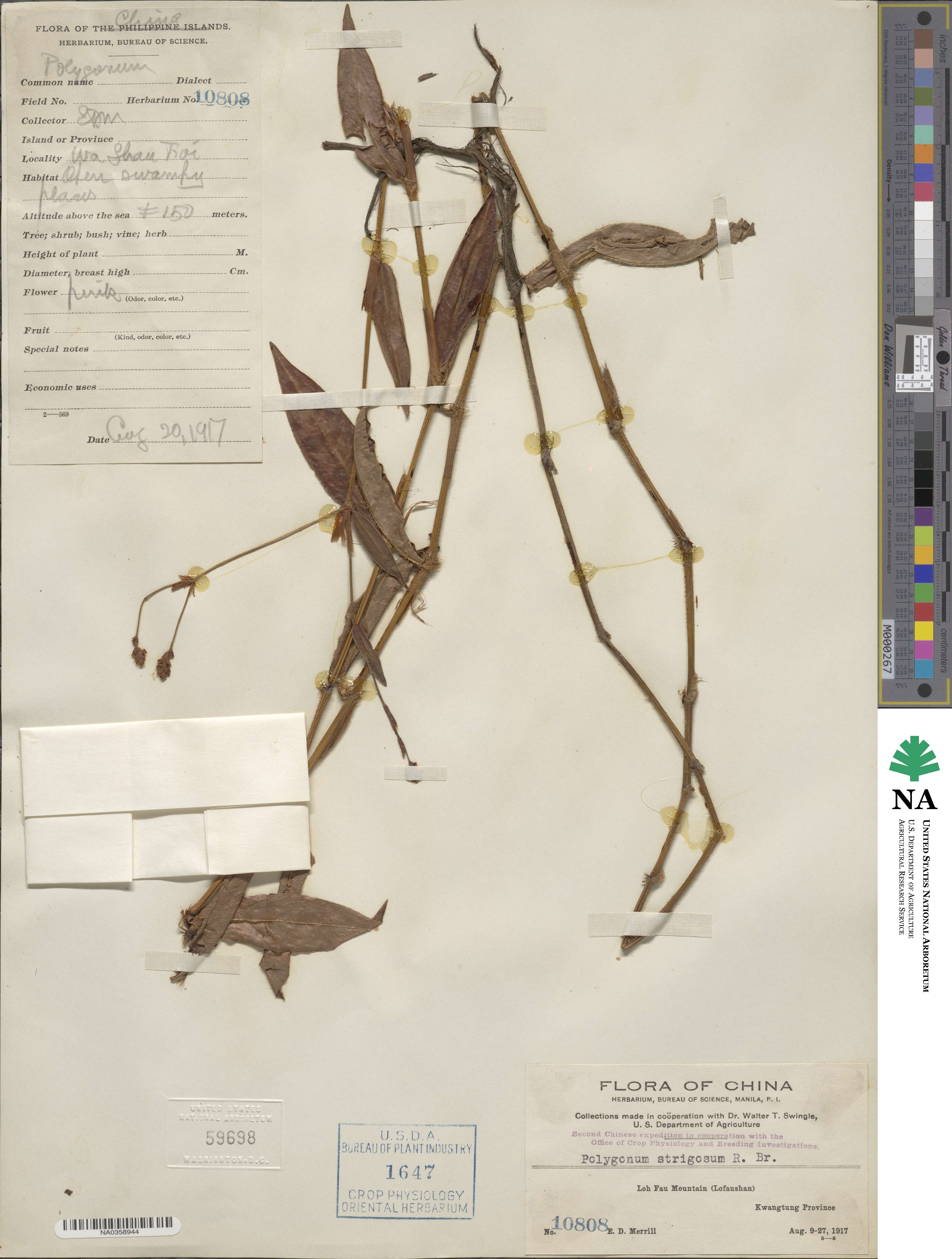 Polygonum strigosum image