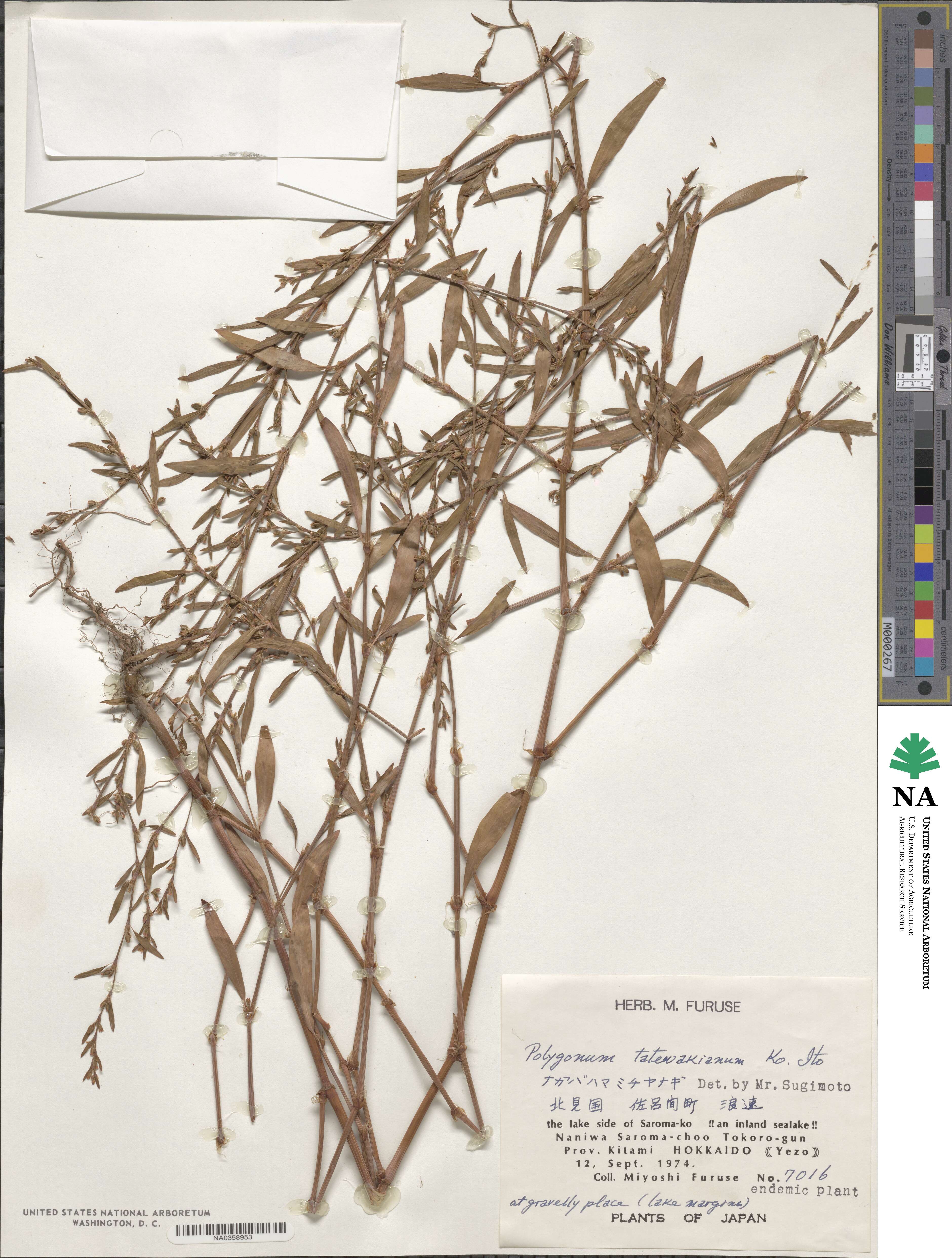 Polygonum tatewakianum image