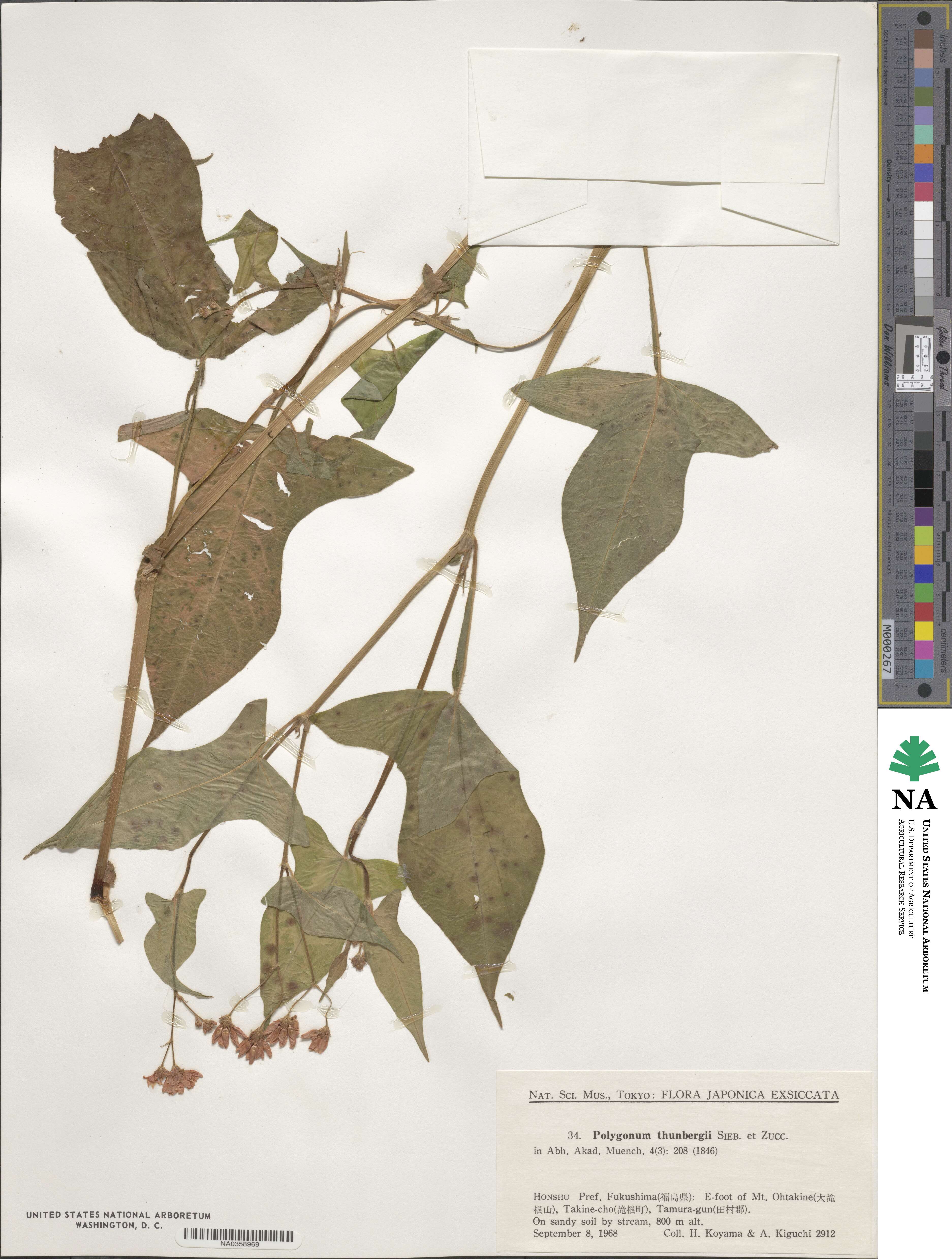 Persicaria thunbergii image