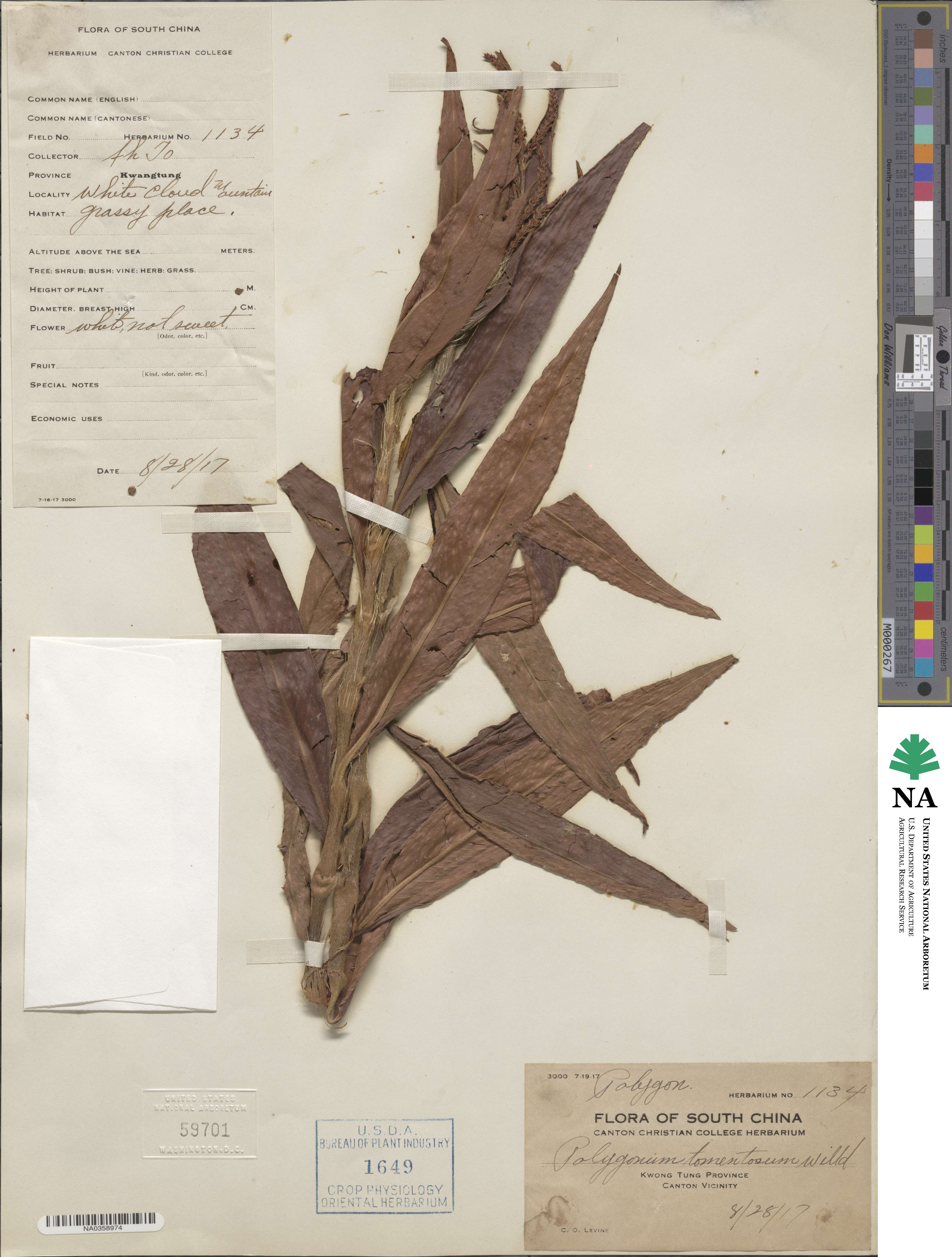 Polygonum tomentosum image