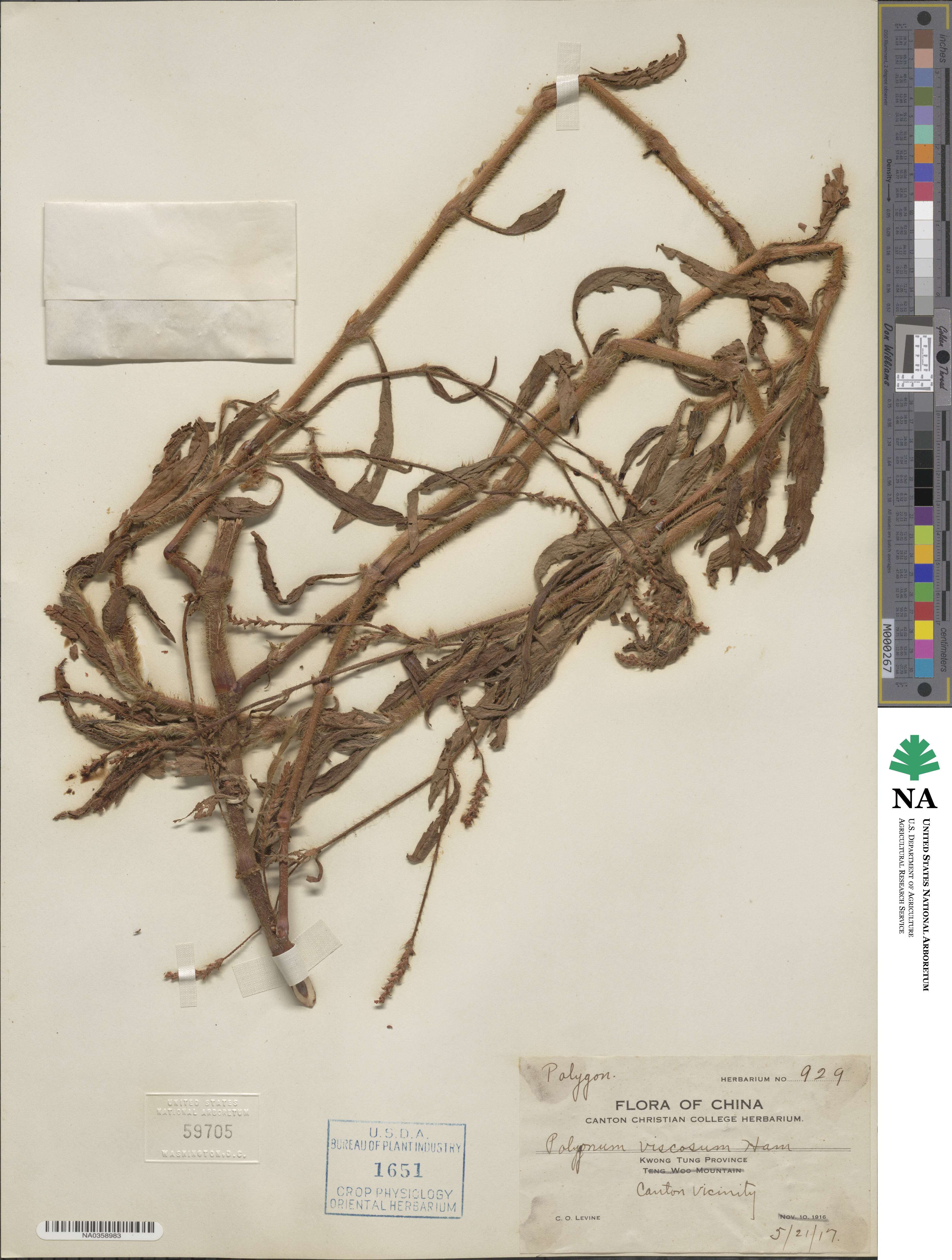 Polygonum viscosum image