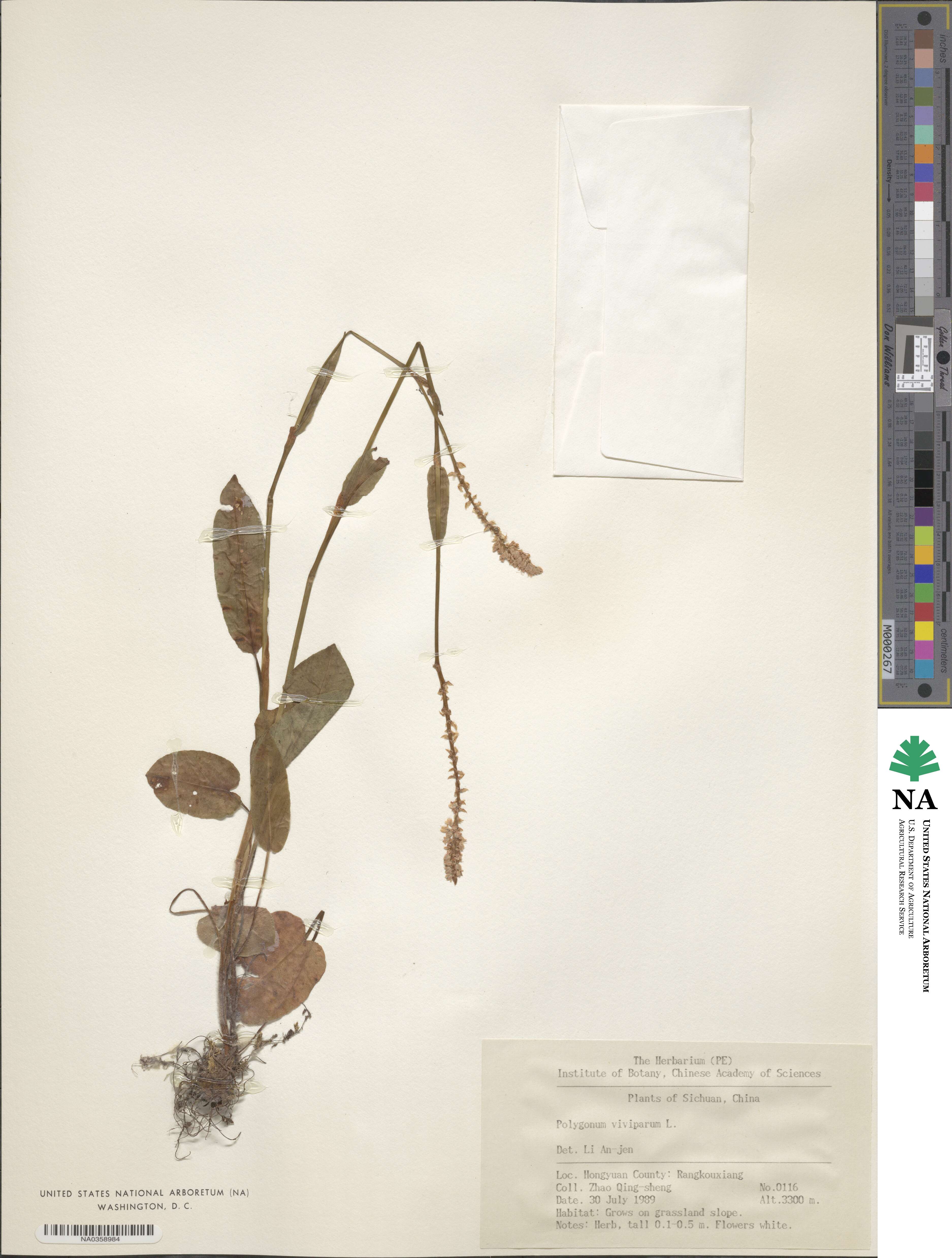 Bistorta vivipara image