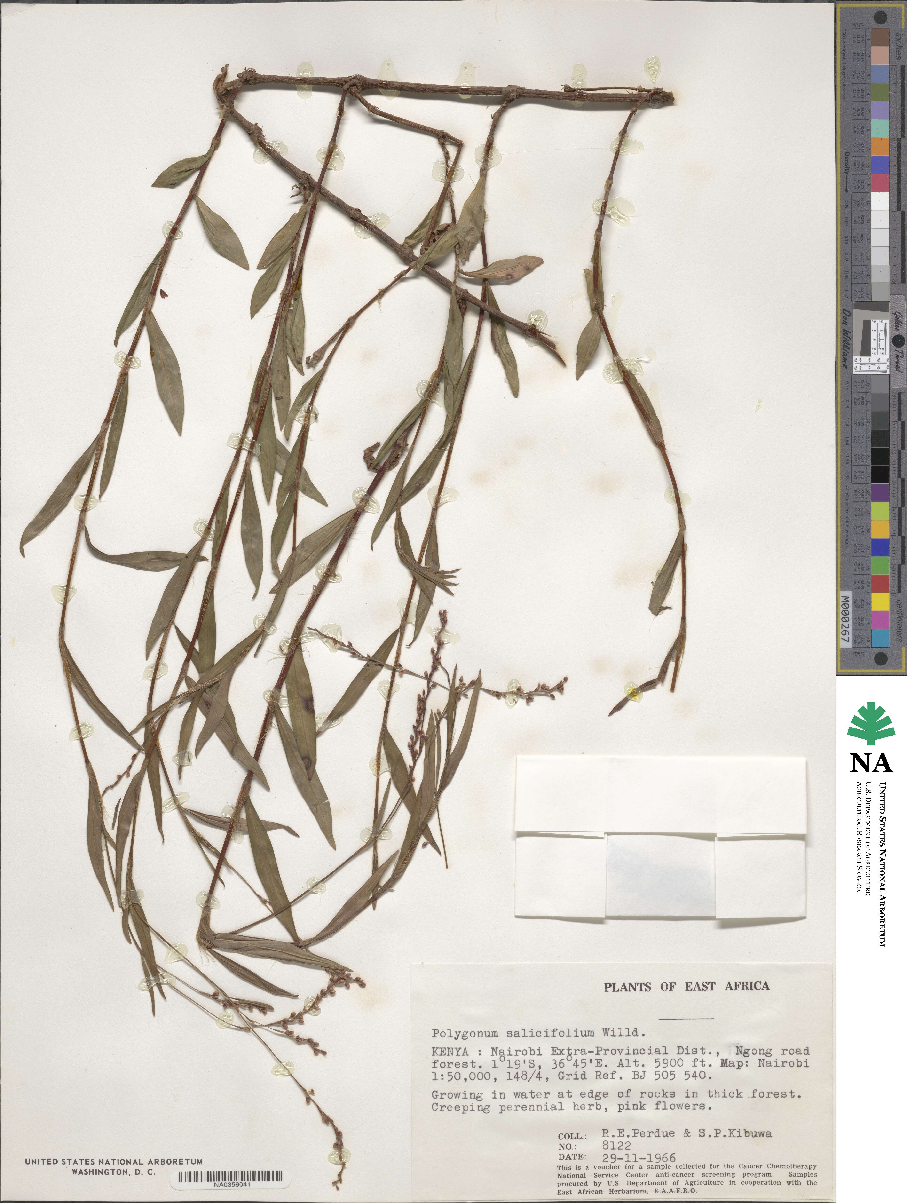 Polygonum salicifolium image