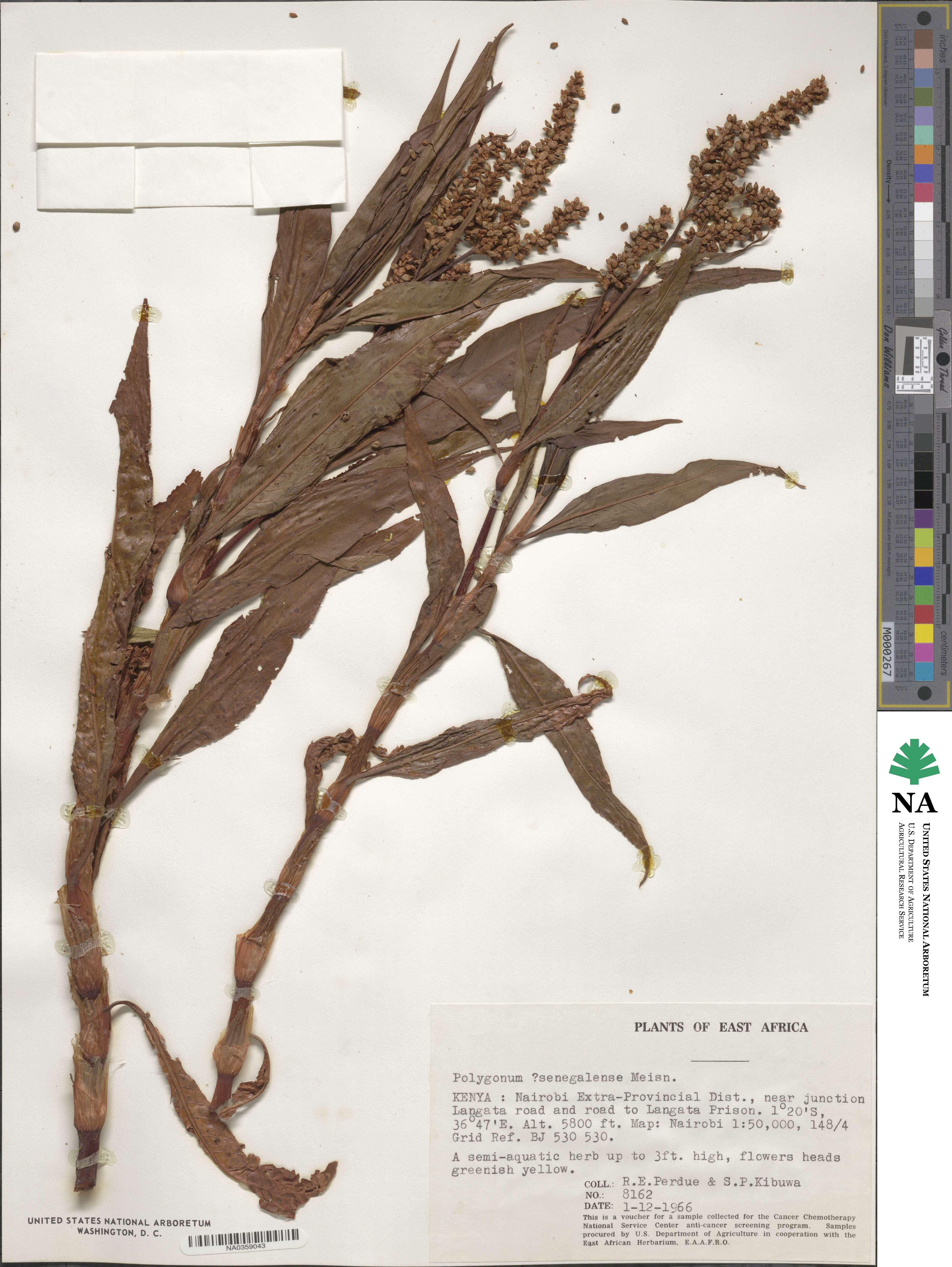 Persicaria senegalensis image