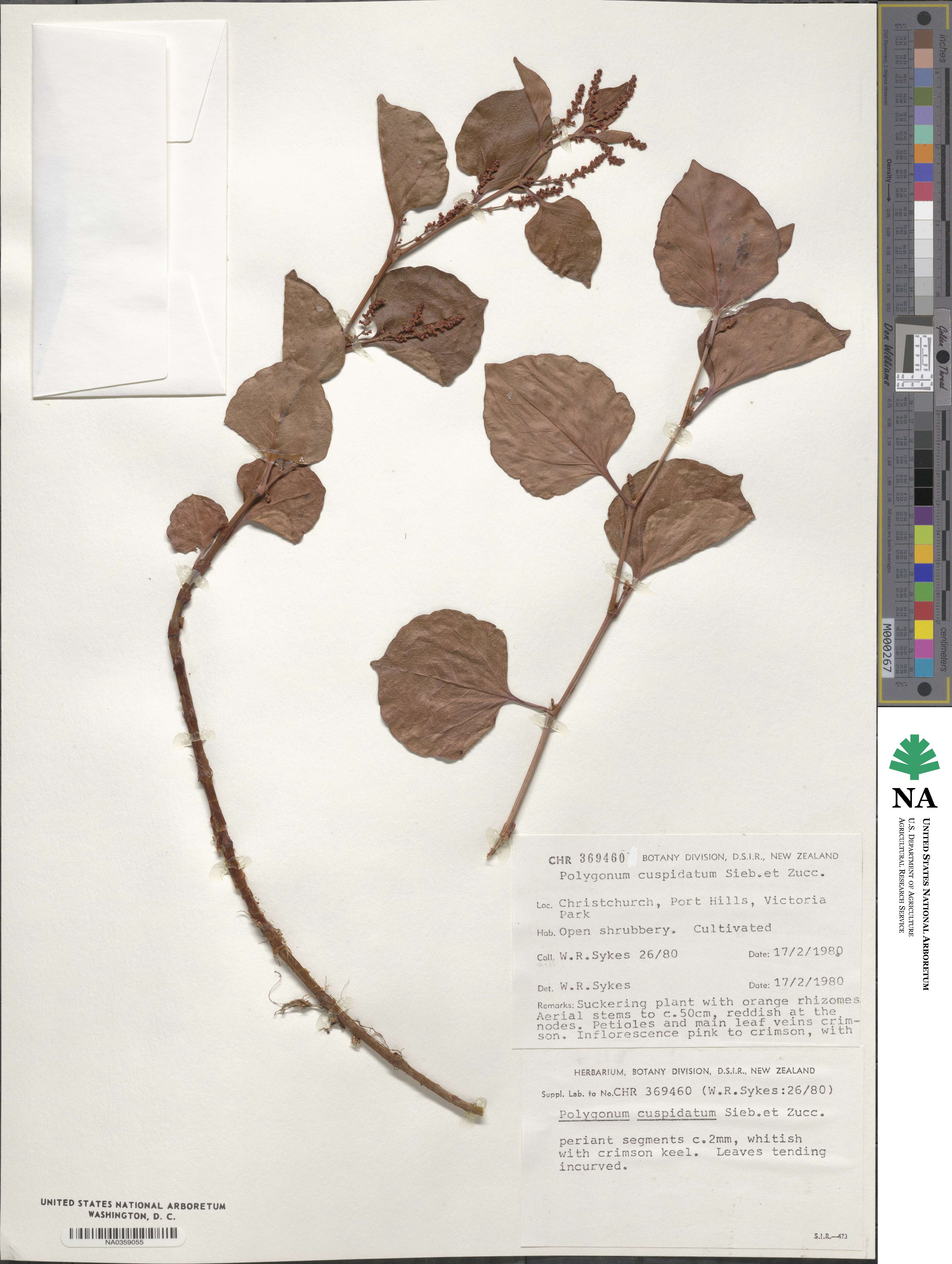 Polygonum cuspidatum image