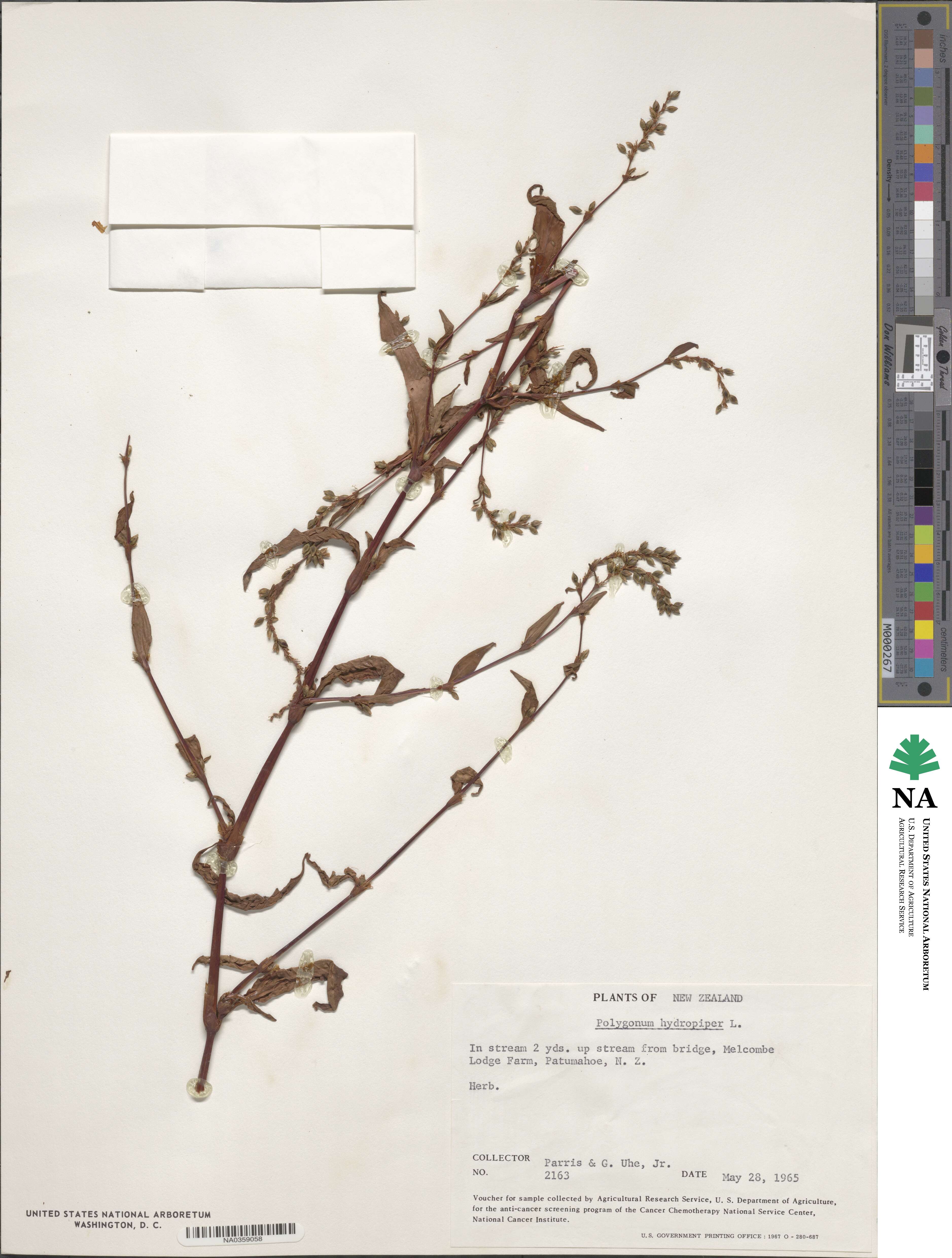 Polygonum hydropiper image