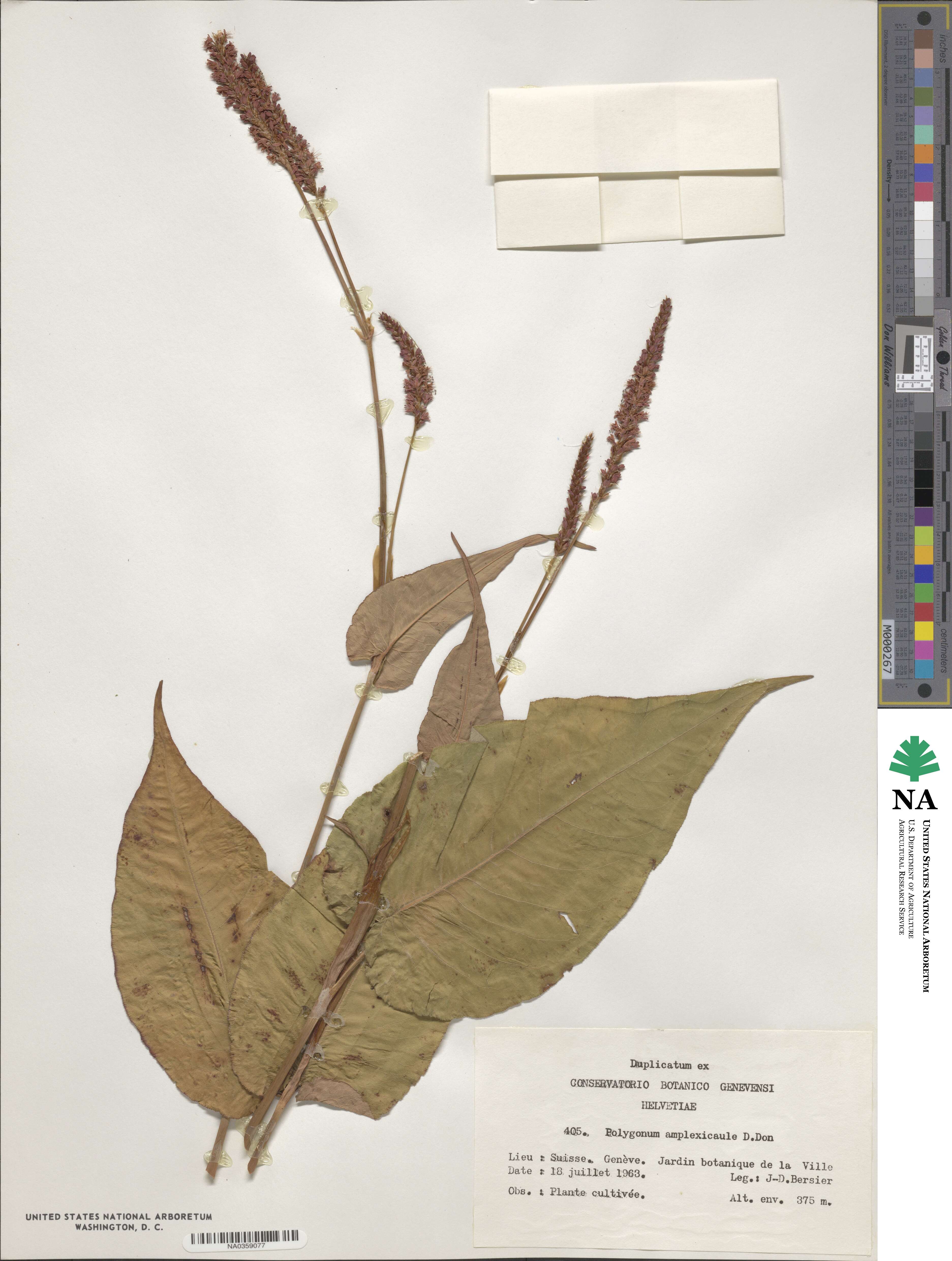 Bistorta amplexicaulis image