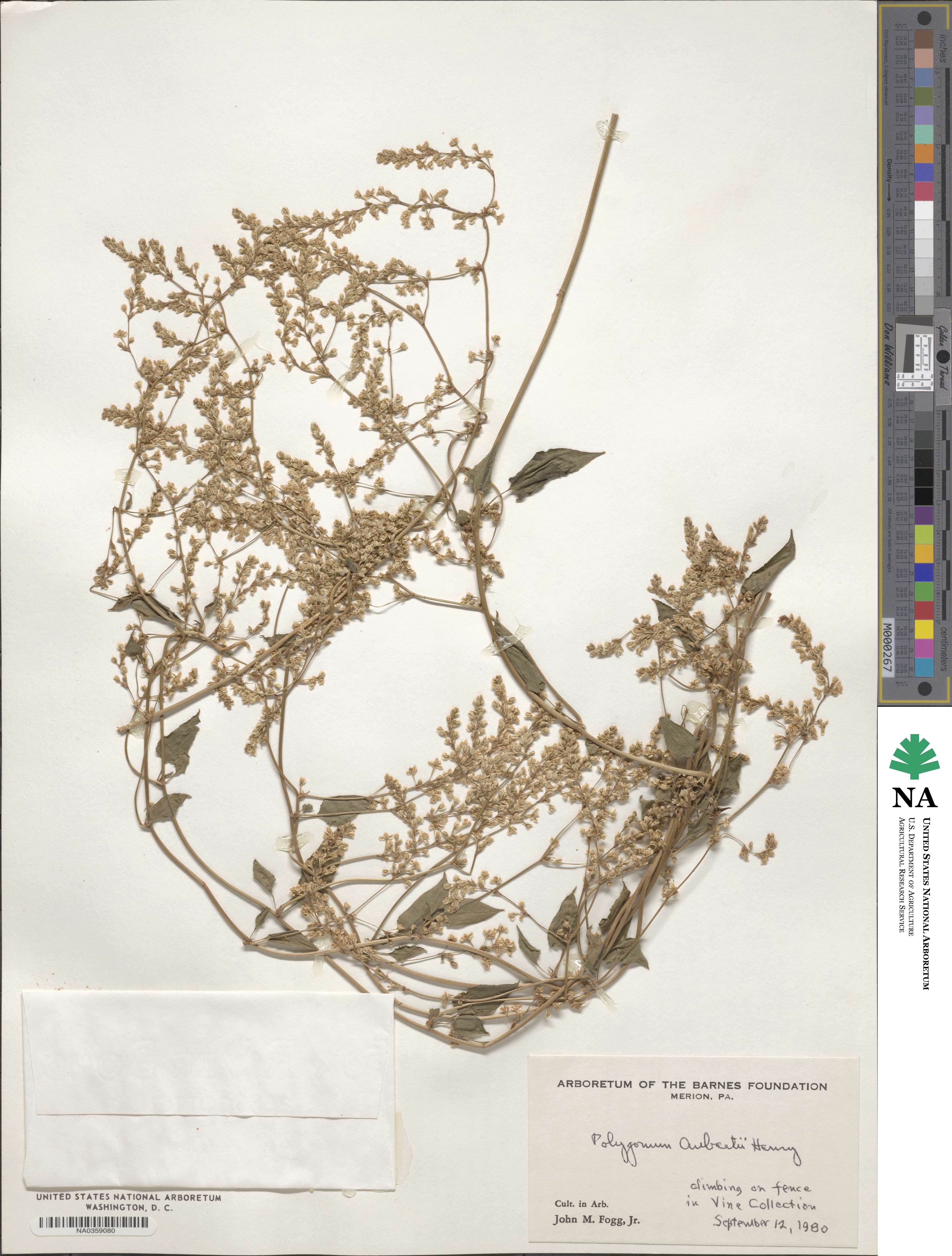 Fallopia baldschuanica image
