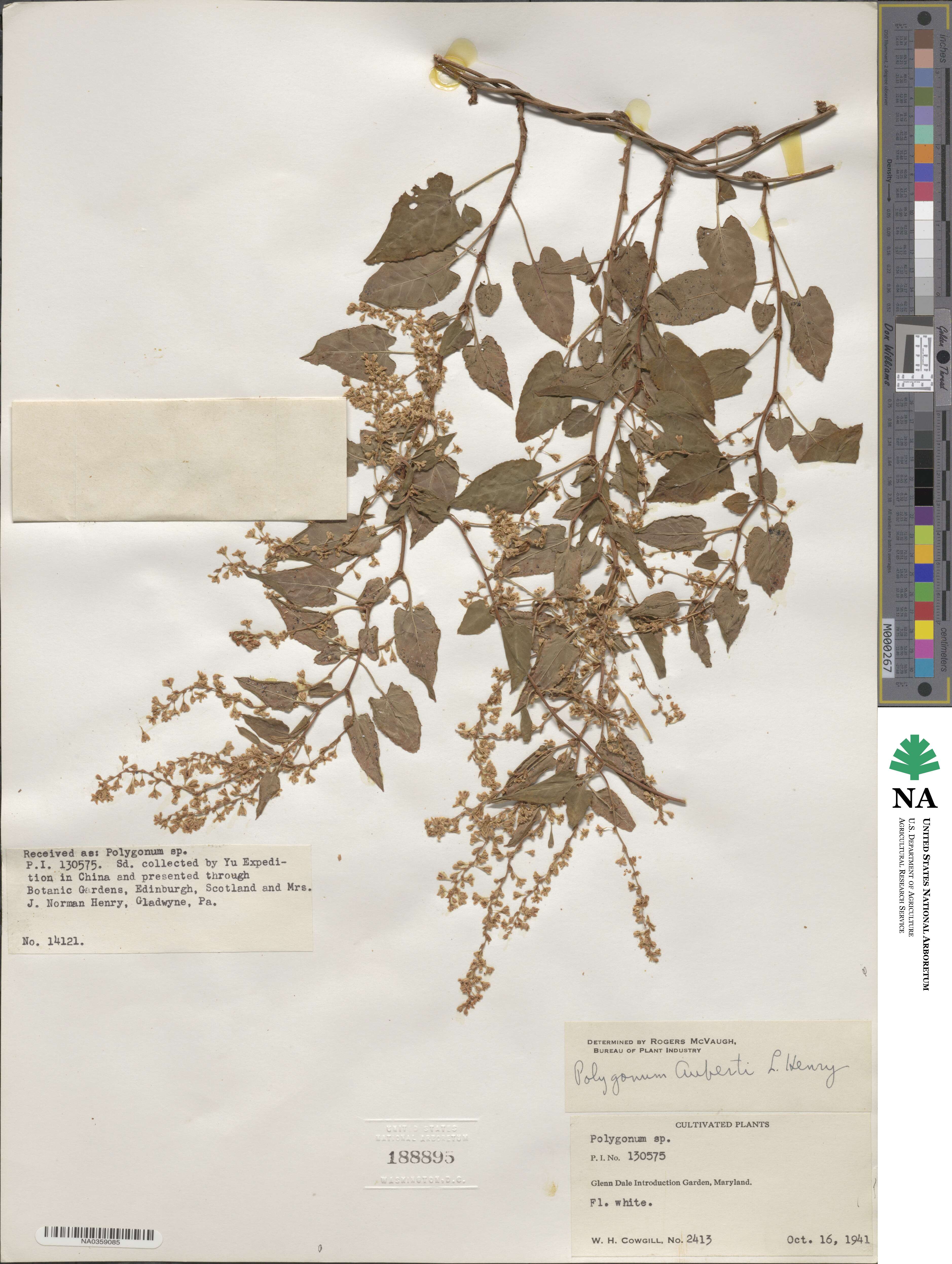 Fallopia baldschuanica image