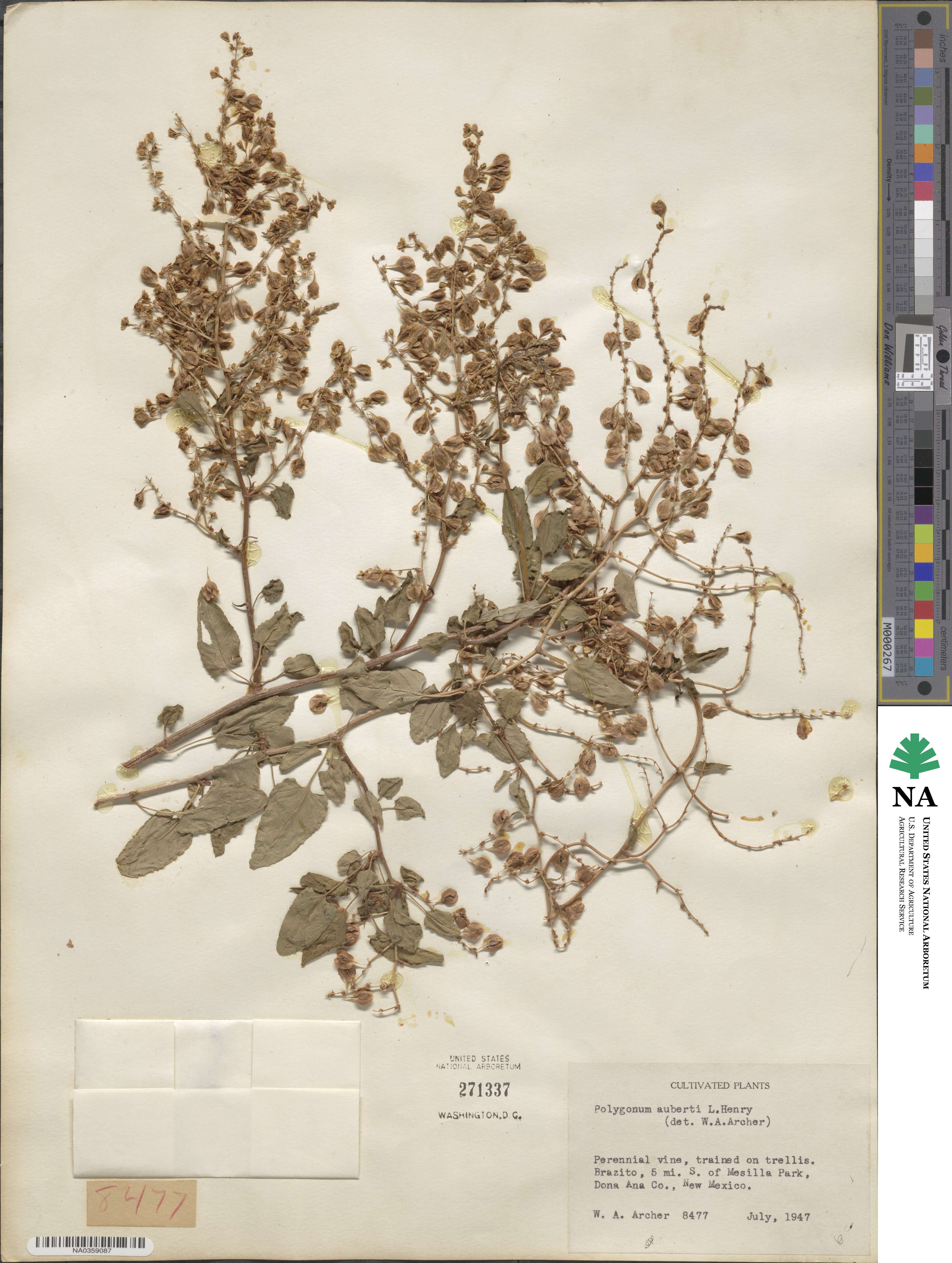 Fallopia baldschuanica image