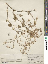 Fallopia baldschuanica image