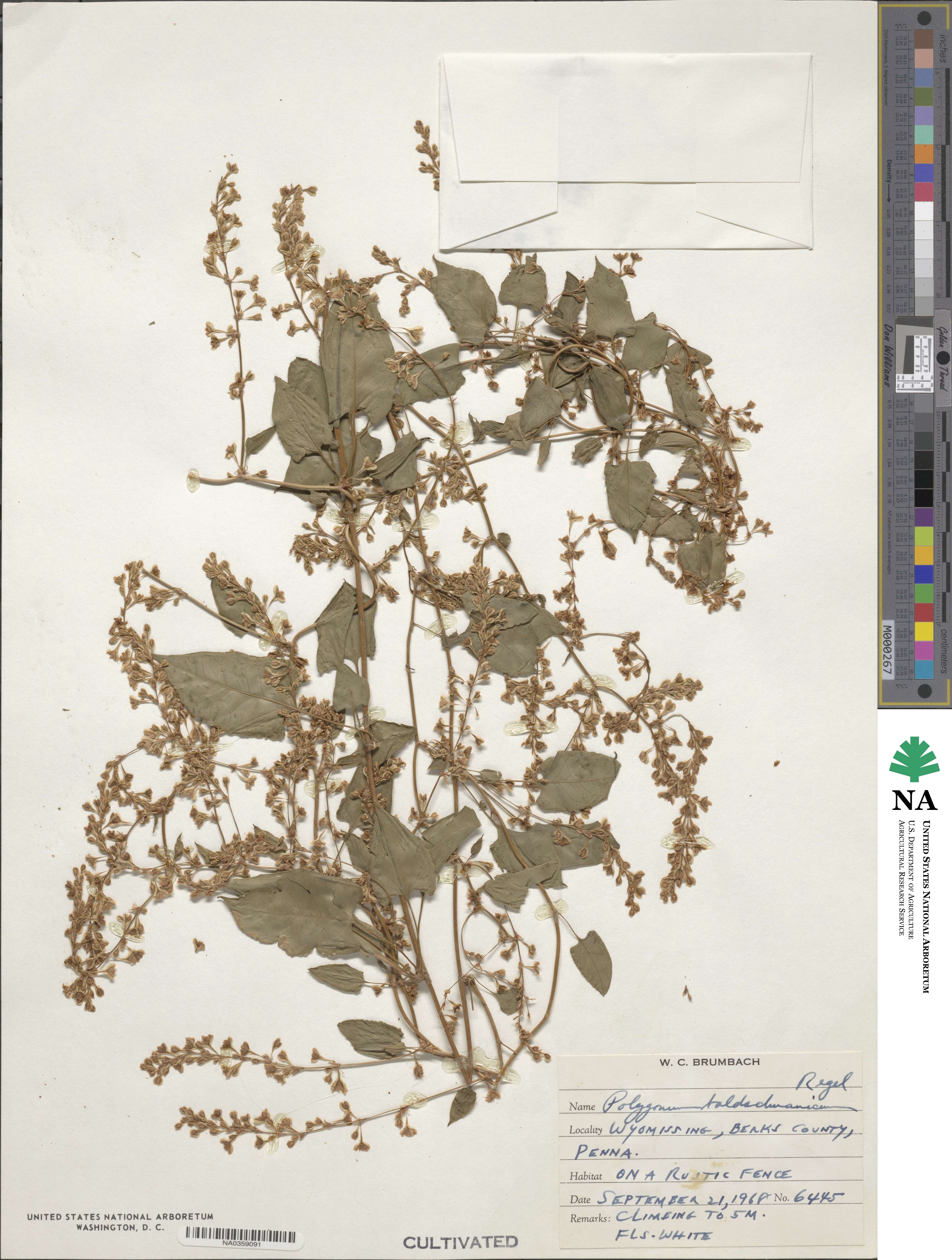 Fallopia baldschuanica image